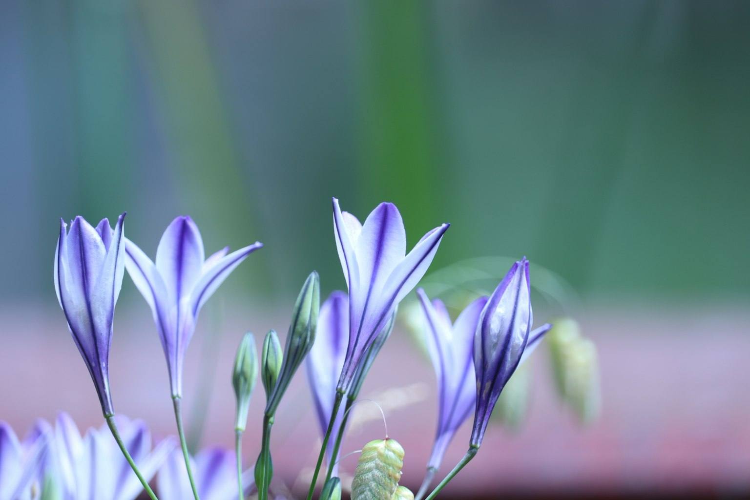 Delicate purple flowers stand out against a green background