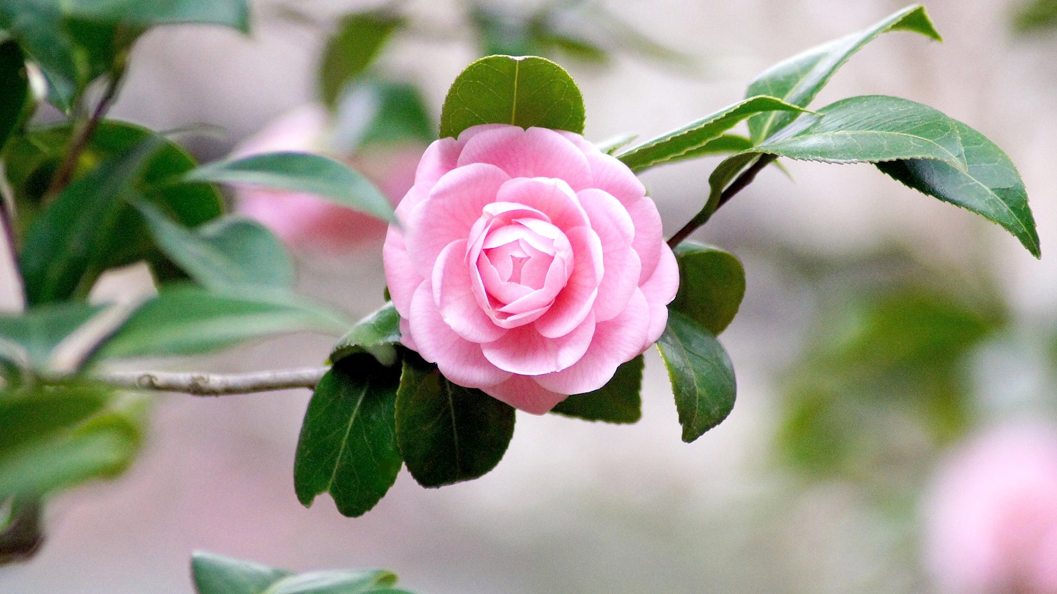 Hermosa flor de camelias rosa con hojas verdes