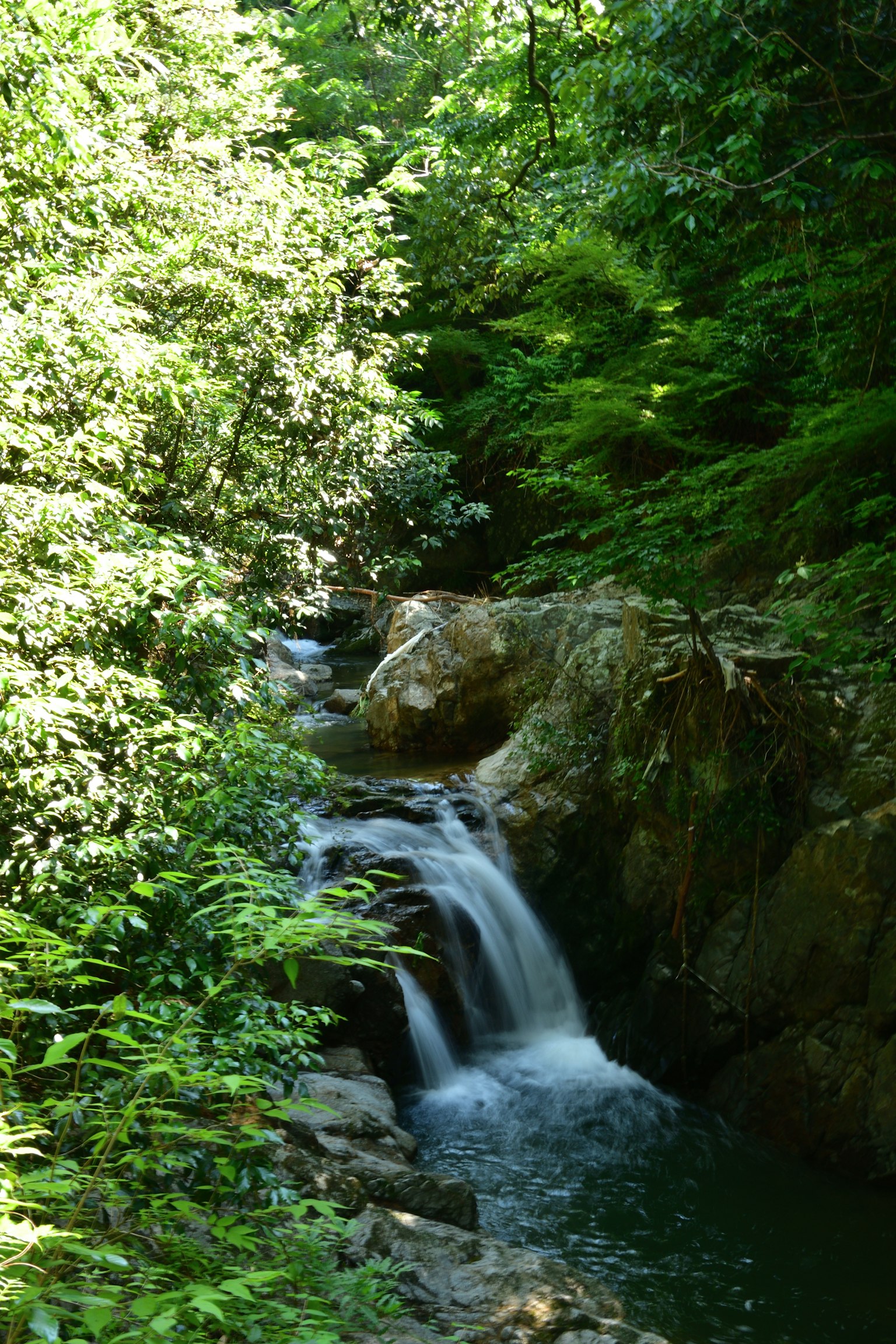 Una piccola cascata che scorre attraverso una foresta lussureggiante
