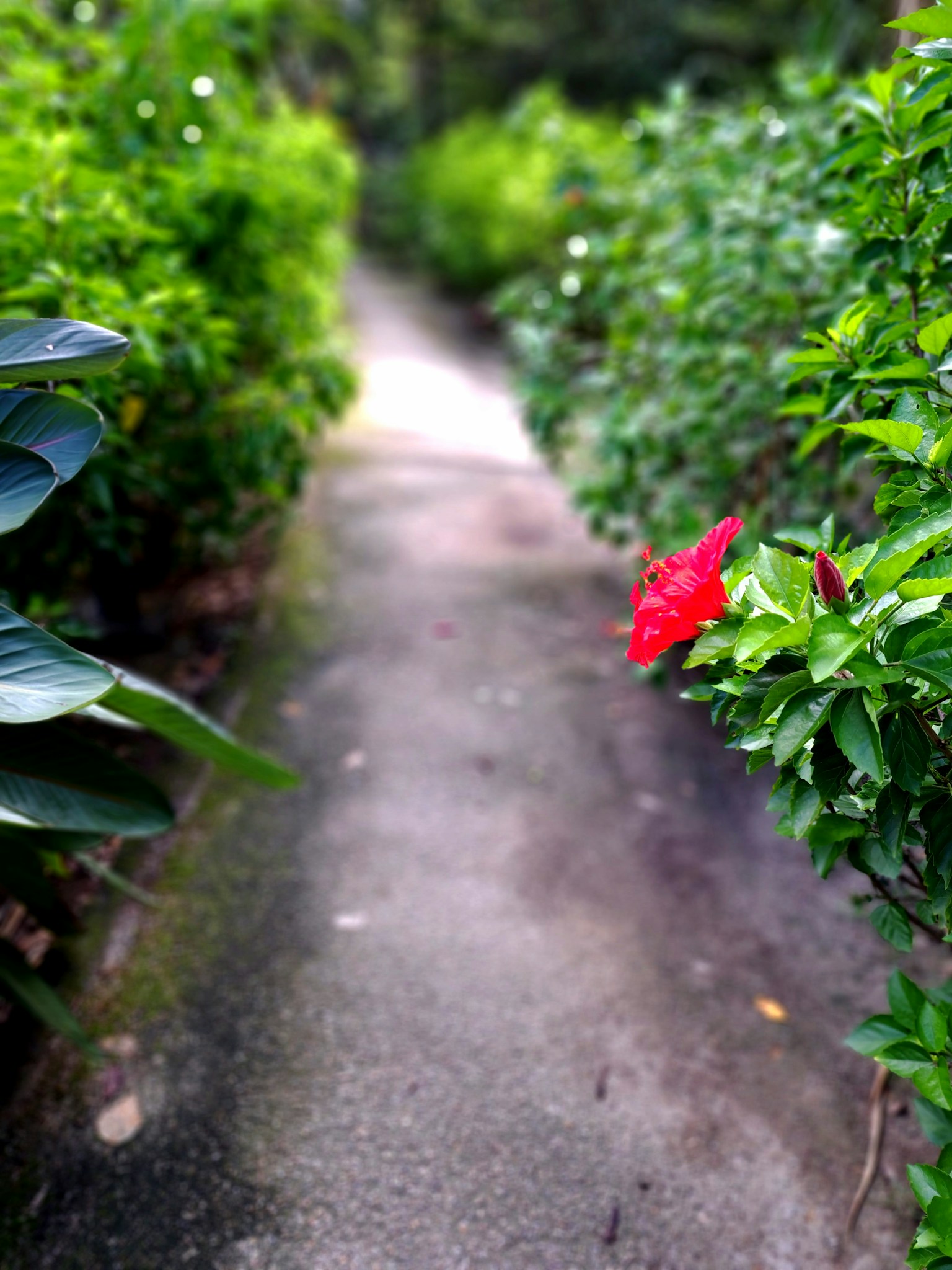 A pathway surrounded by green hedges with a blooming red flower