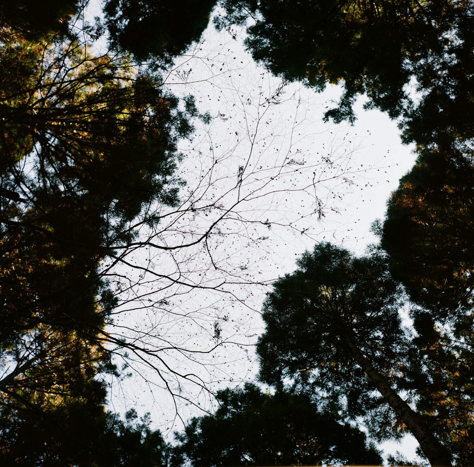Vue du ciel à travers les branches d'arbres et les silhouettes de feuilles