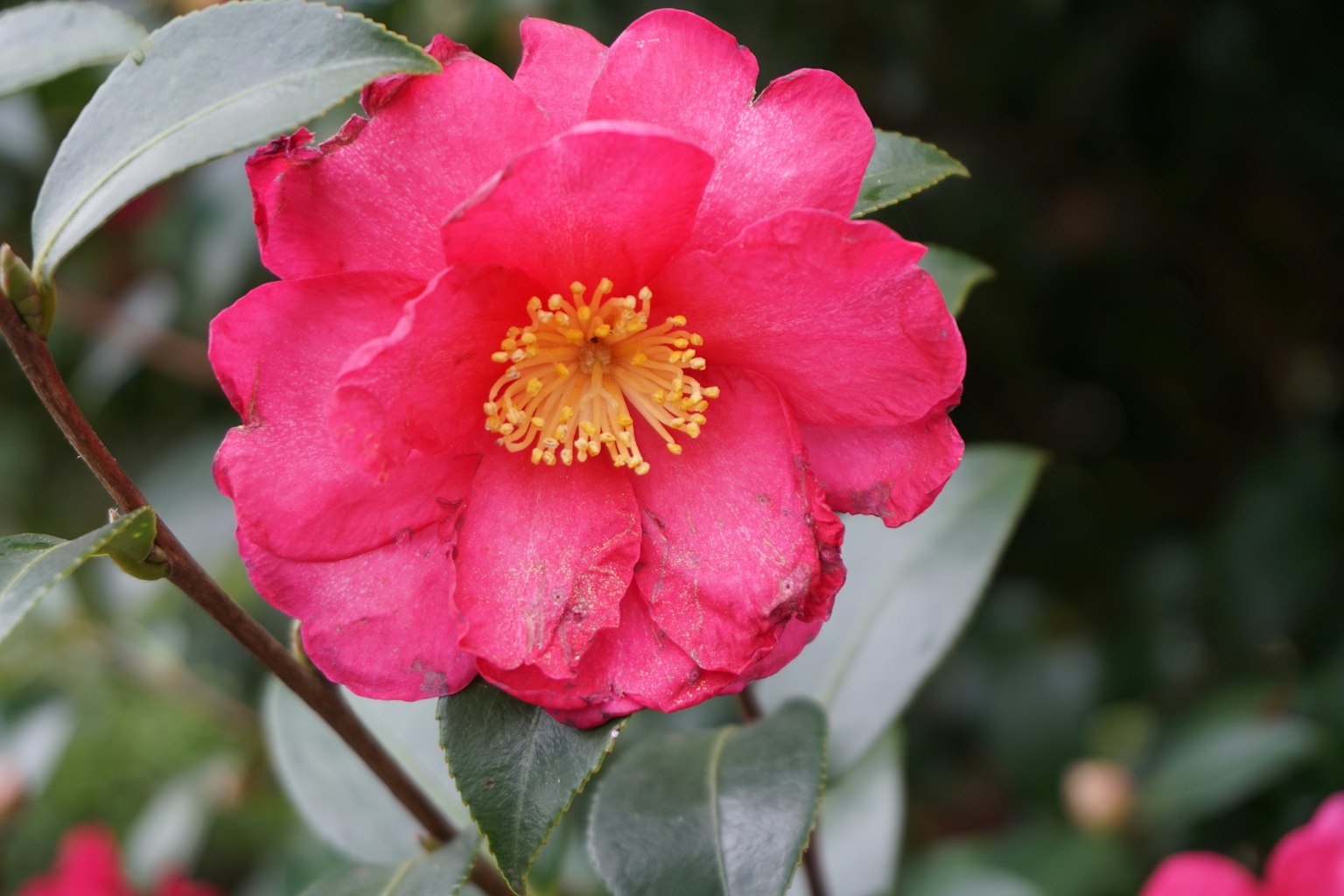 Flor de camelia rosa vibrante con hojas verdes