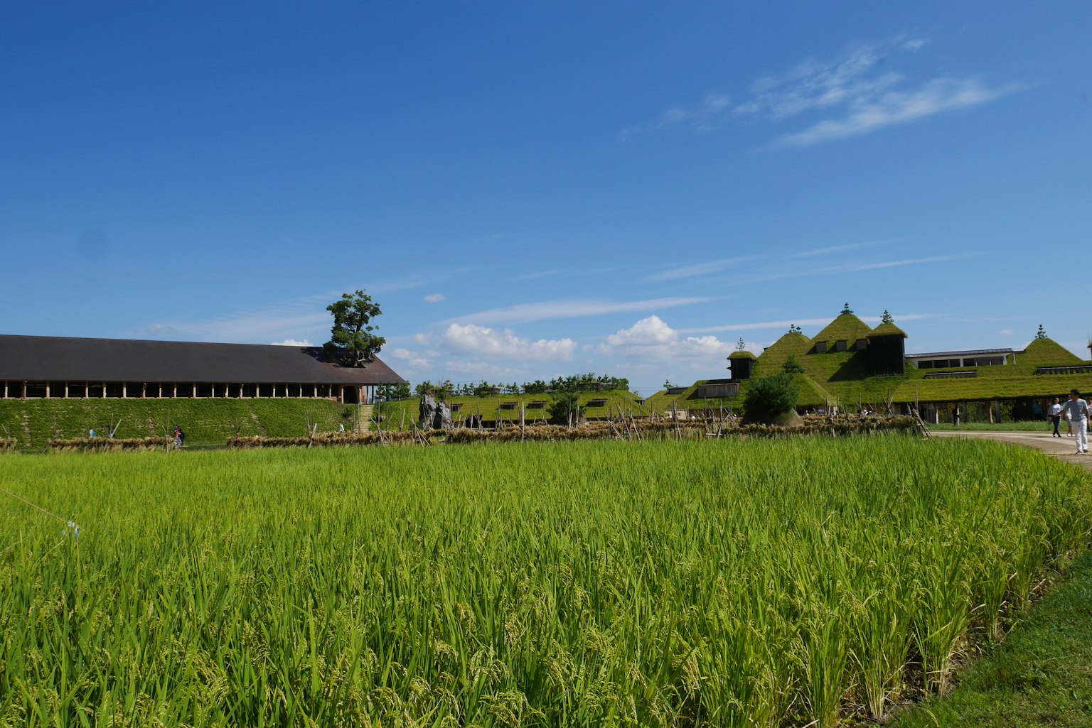 Lush green rice fields under a blue sky with traditional buildings
