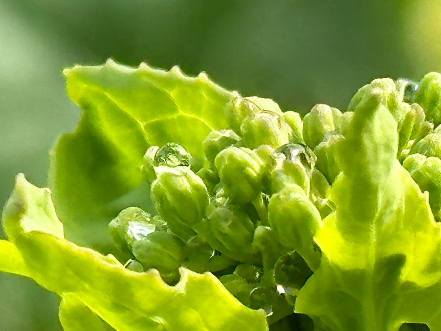 Nahaufnahme von grünen Blättern mit Wassertropfen auf Knospen