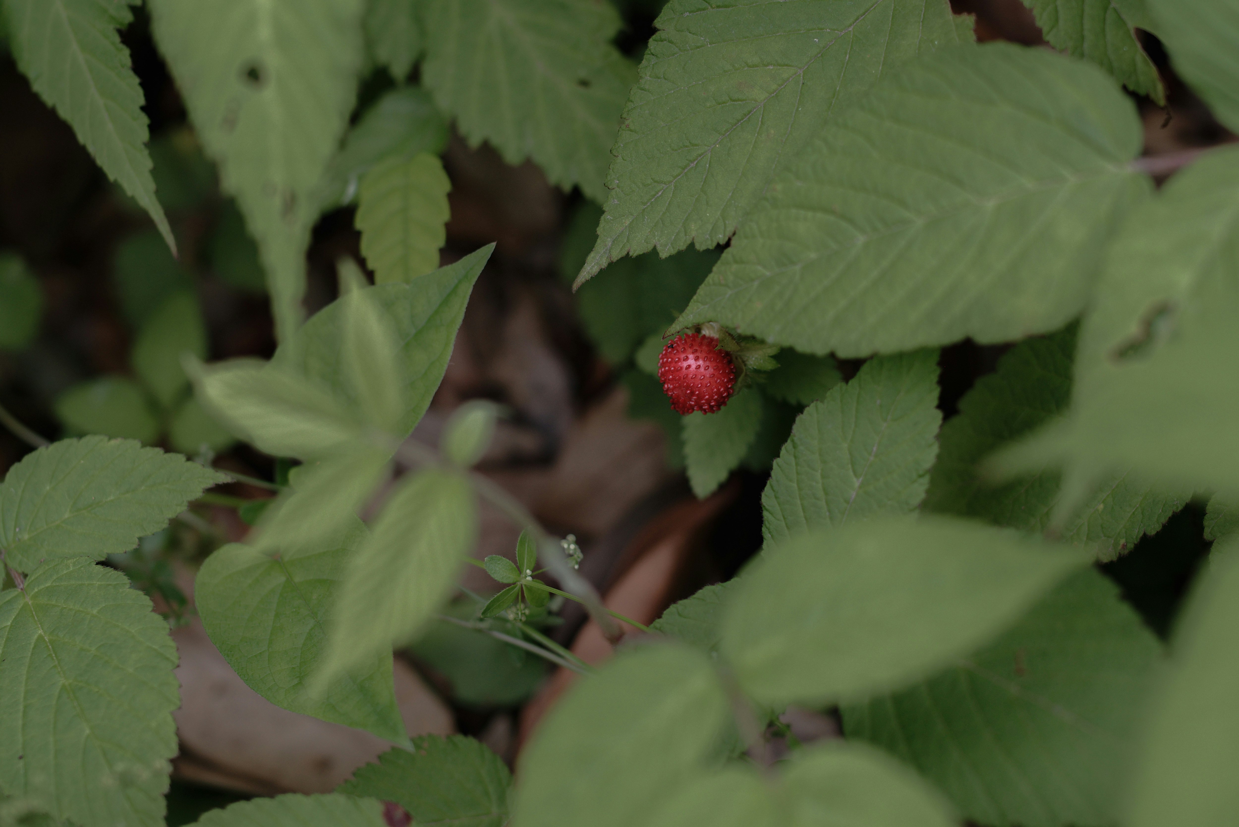 Fresas rojas madurando entre hojas verdes