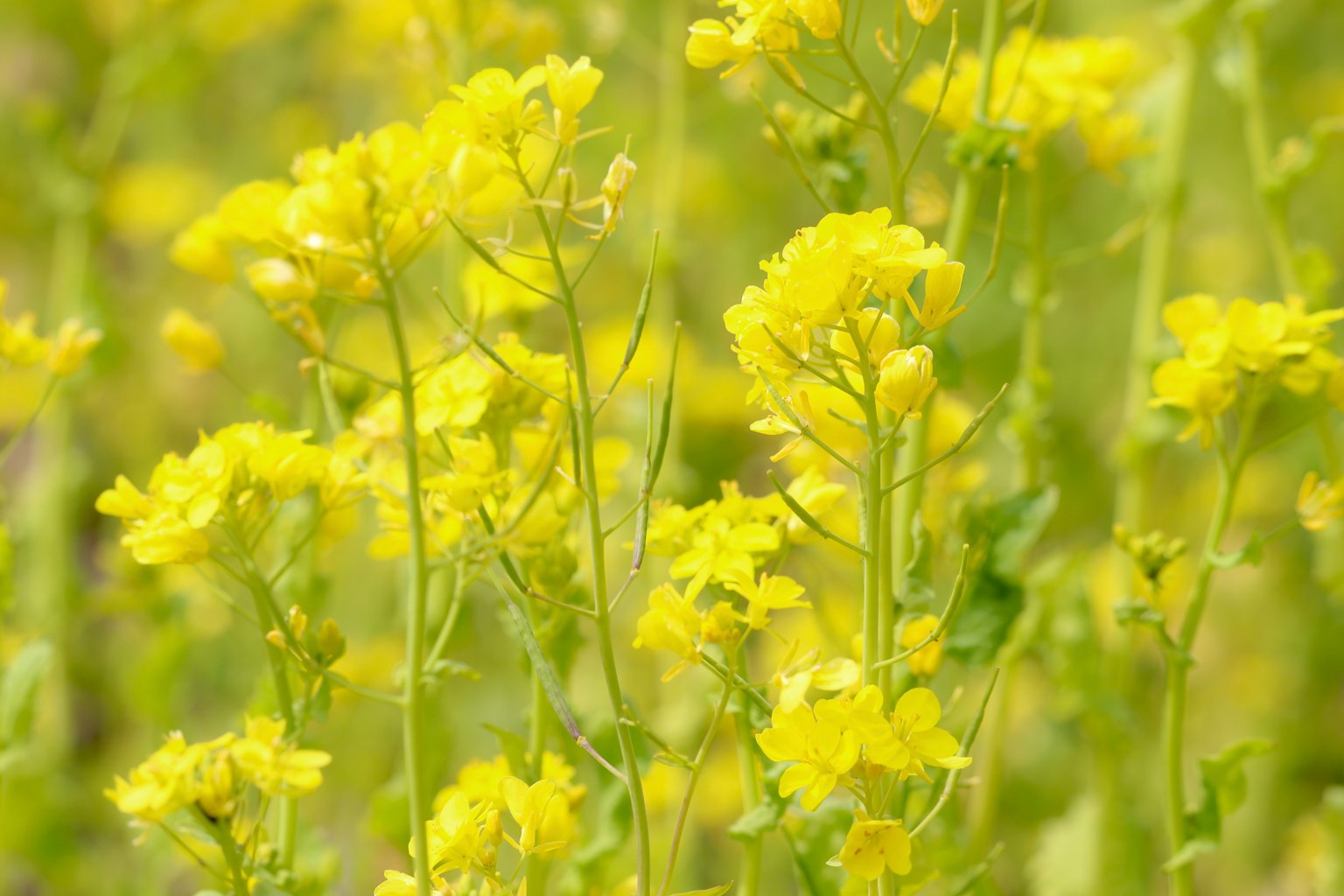 Nahaufnahme von Pflanzen mit blühenden gelben Blumen