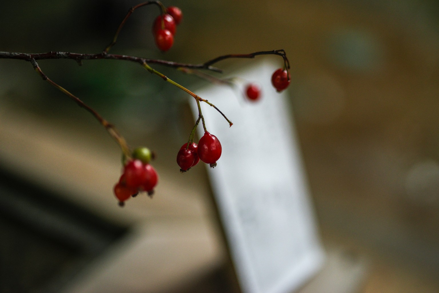 帶有紅色漿果的枝條和模糊的標誌