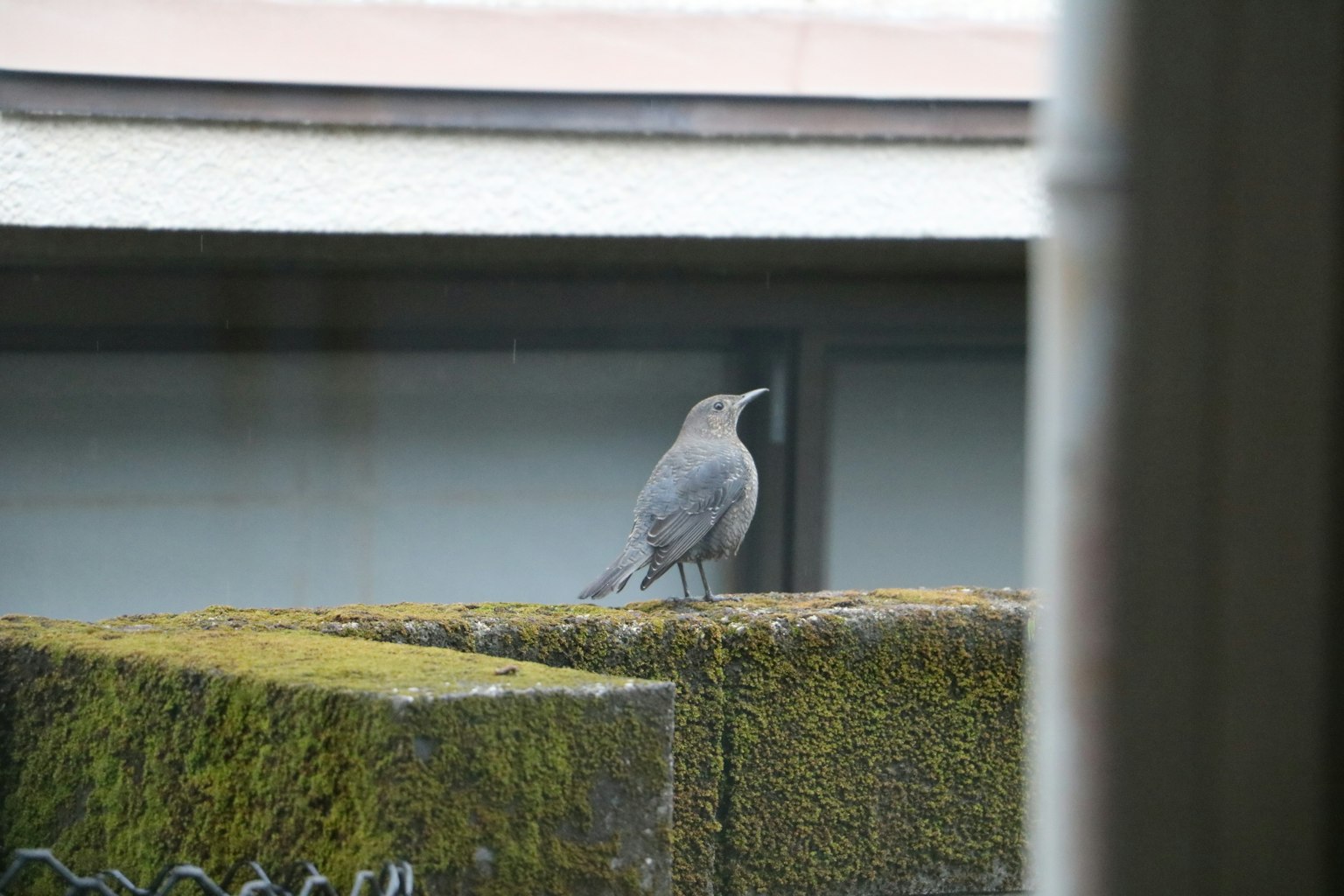 Bild eines Vogels, der auf einer Betonoberfläche außerhalb eines Fensters steht