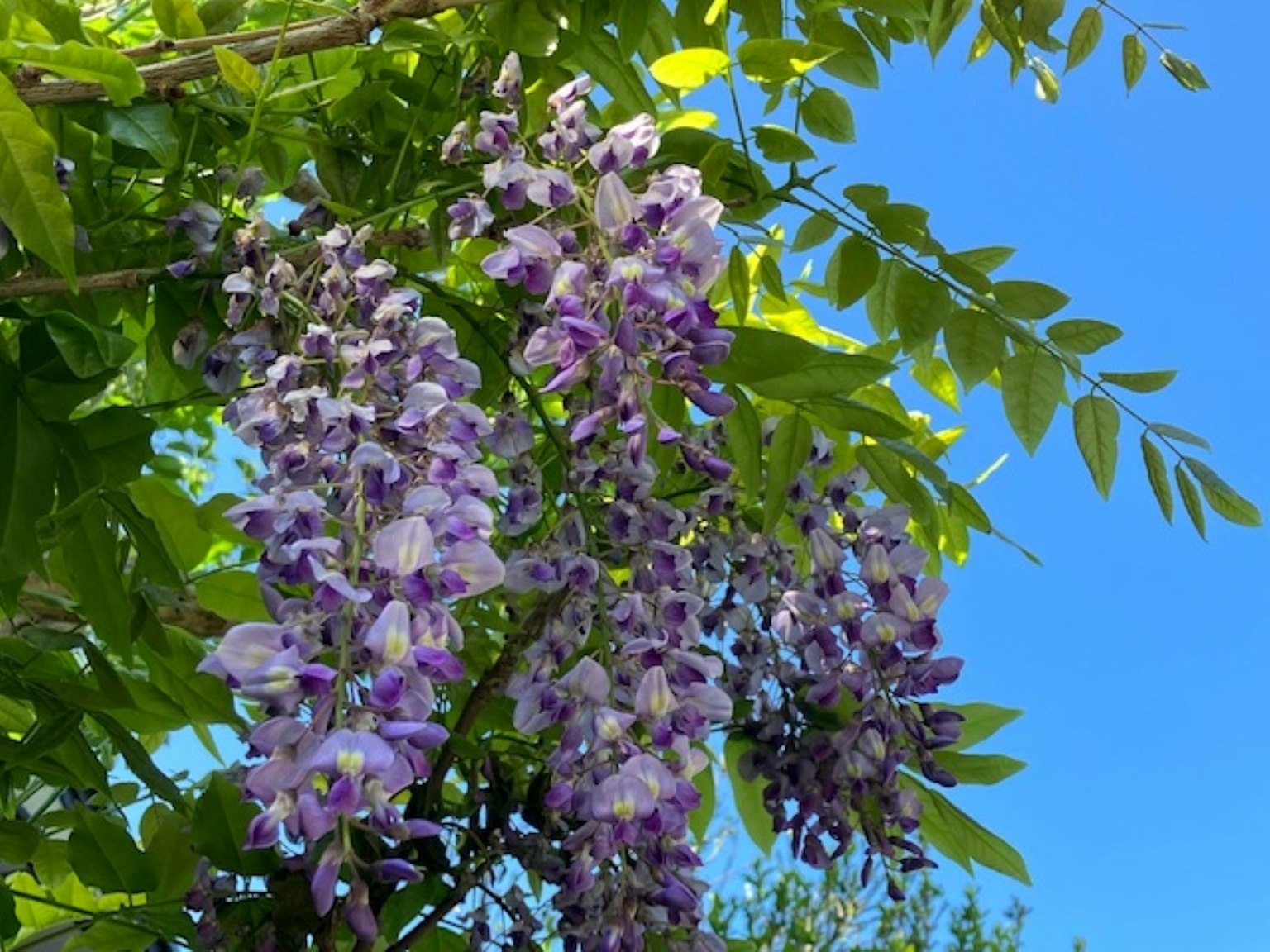 Fiori di glicine viola appesi sotto un cielo blu con foglie verdi