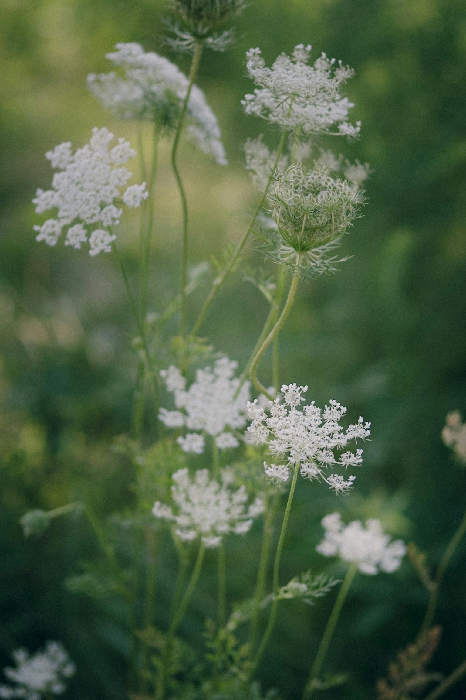 Nahaufnahme von weißen Blumen, die vor grünem Hintergrund blühen