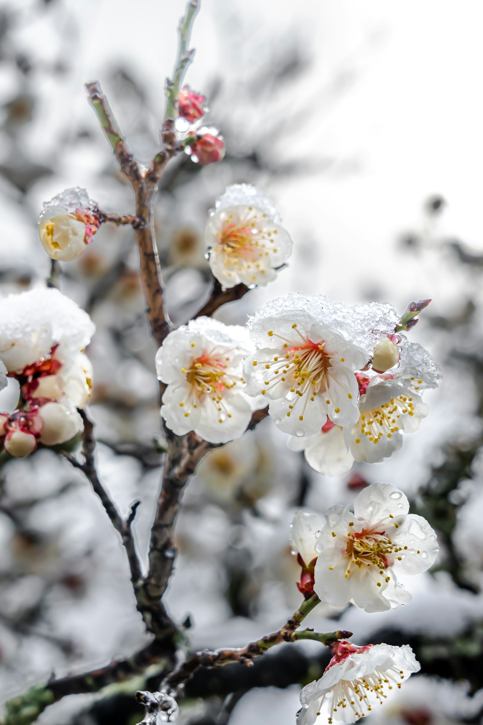 Nahaufnahme von weißen Pflaumenblüten, die mit Schnee auf einem Zweig bedeckt sind