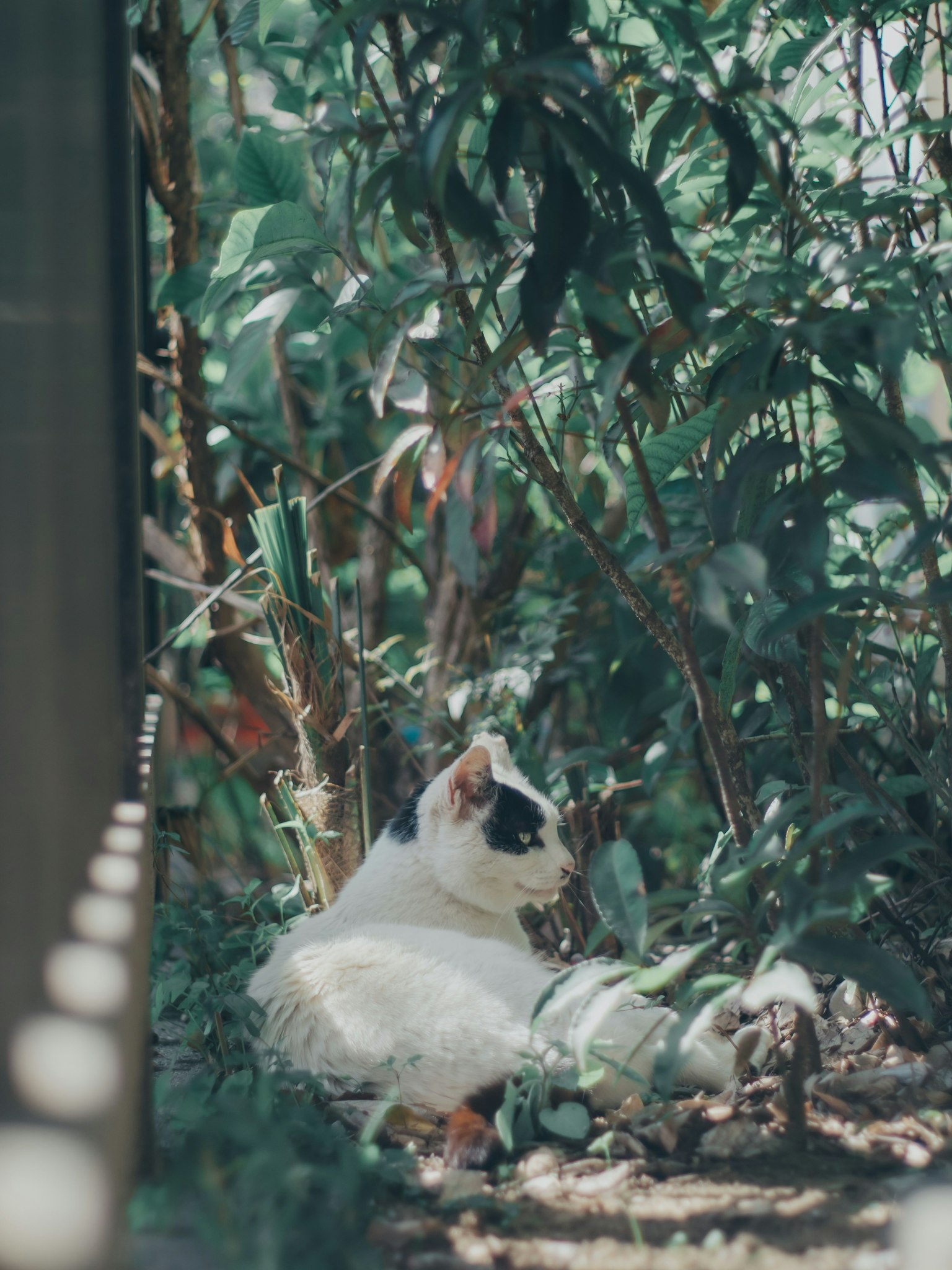 緑の植物の間にいる白と黒の猫