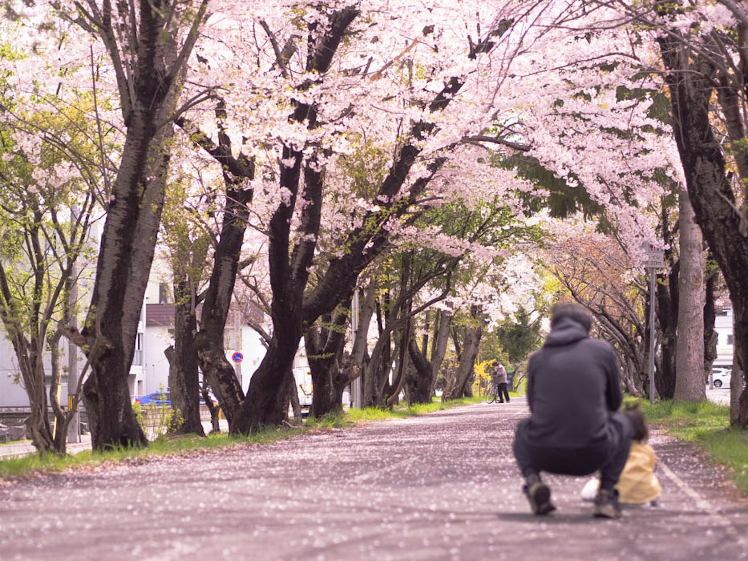 Một người đang ngồi xổm bên chó dọc theo con đường có hàng cây anh đào nở hoa