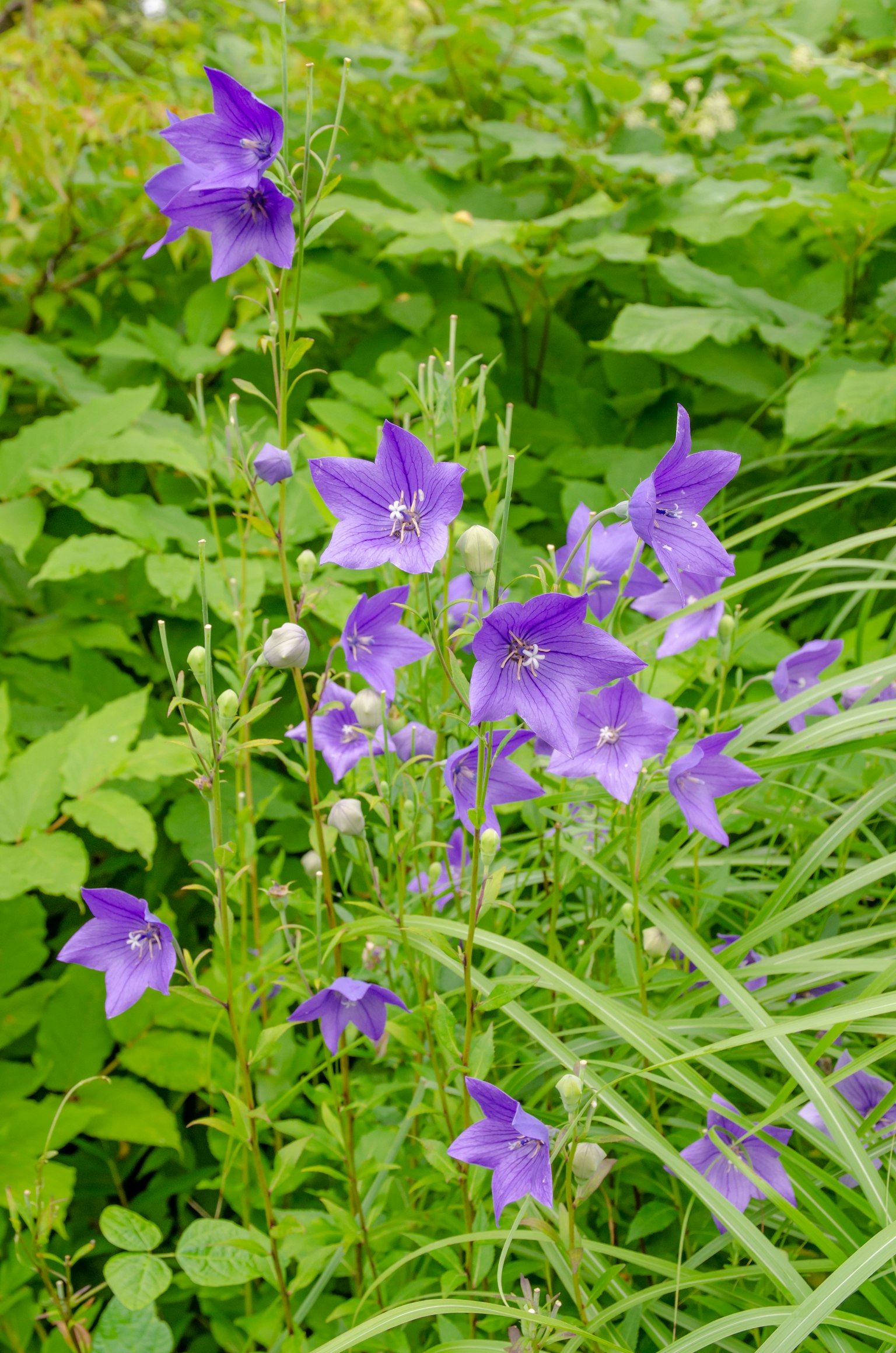 Fleurs violettes fleurissant au milieu d'un feuillage vert luxuriant