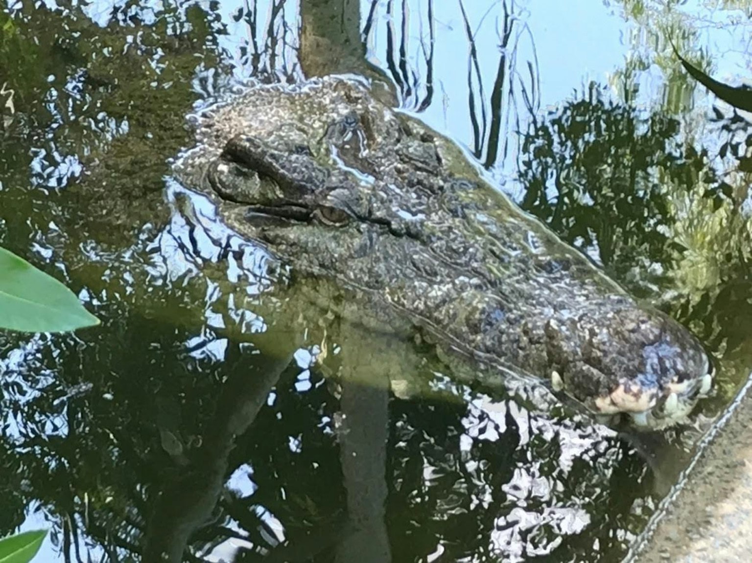 Kepala buaya sebagian tenggelam di air dengan refleksi lingkungan