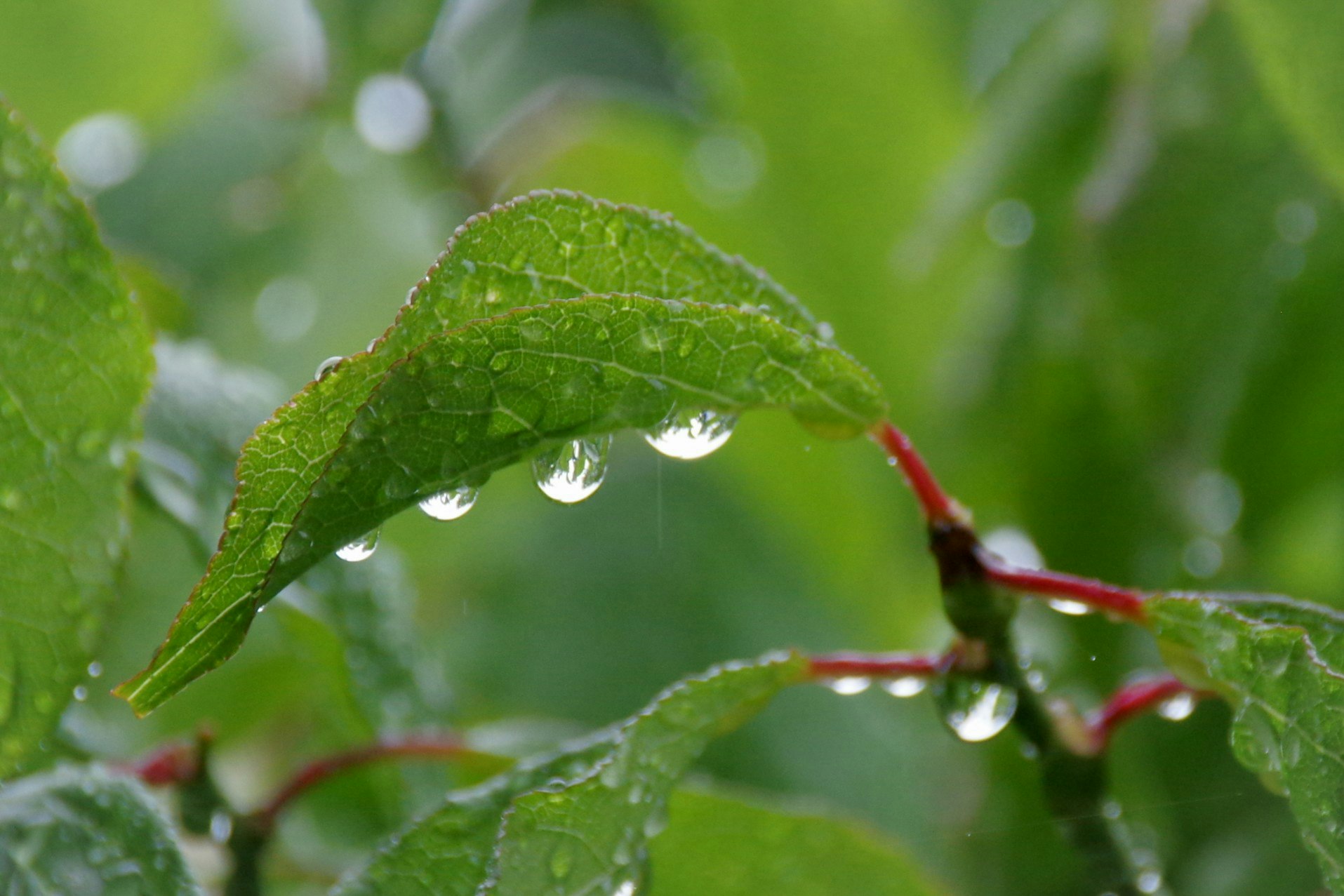 雨粒が付いた緑の葉のクローズアップ