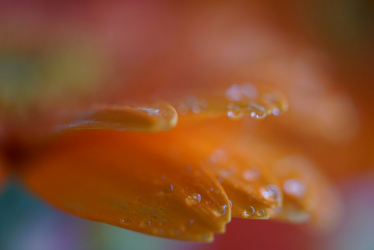 鲜艳的橙色花瓣特写，闪烁的水滴