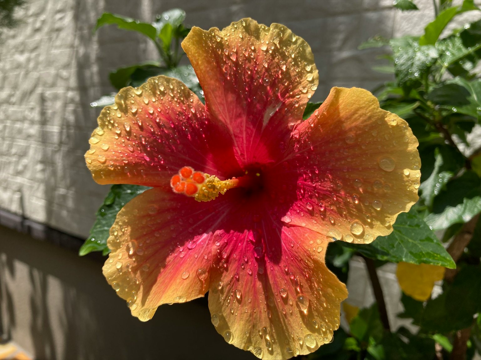 Fiore di ibisco rosso e oro vibrante con gocce d'acqua