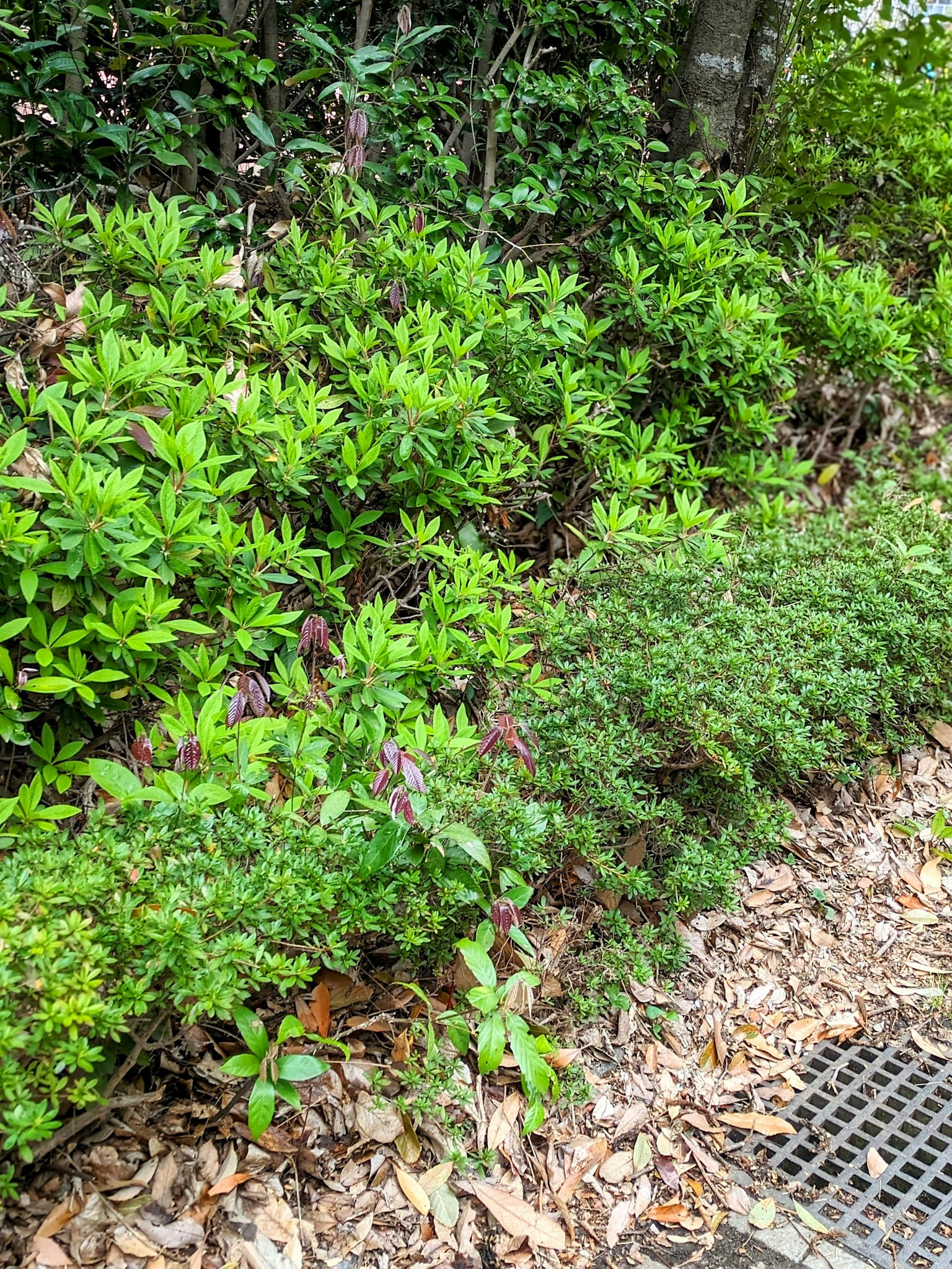 Cespugli verdi lussureggianti e erbe in un giardino