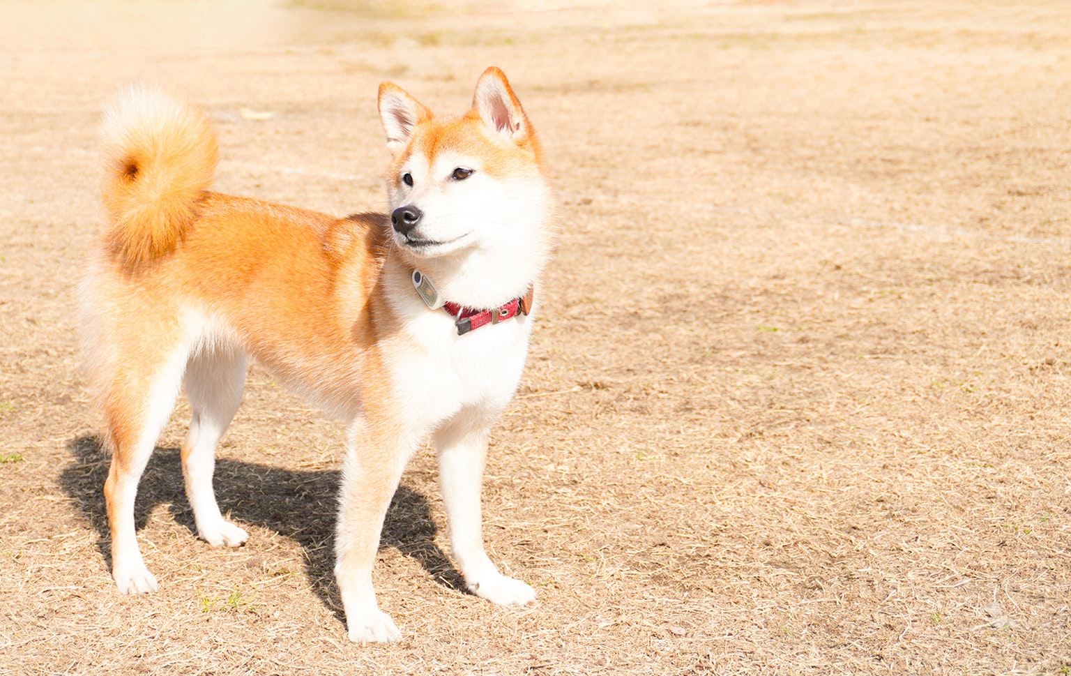 Shiba Inu de pie al sol con pelaje naranja y blanco