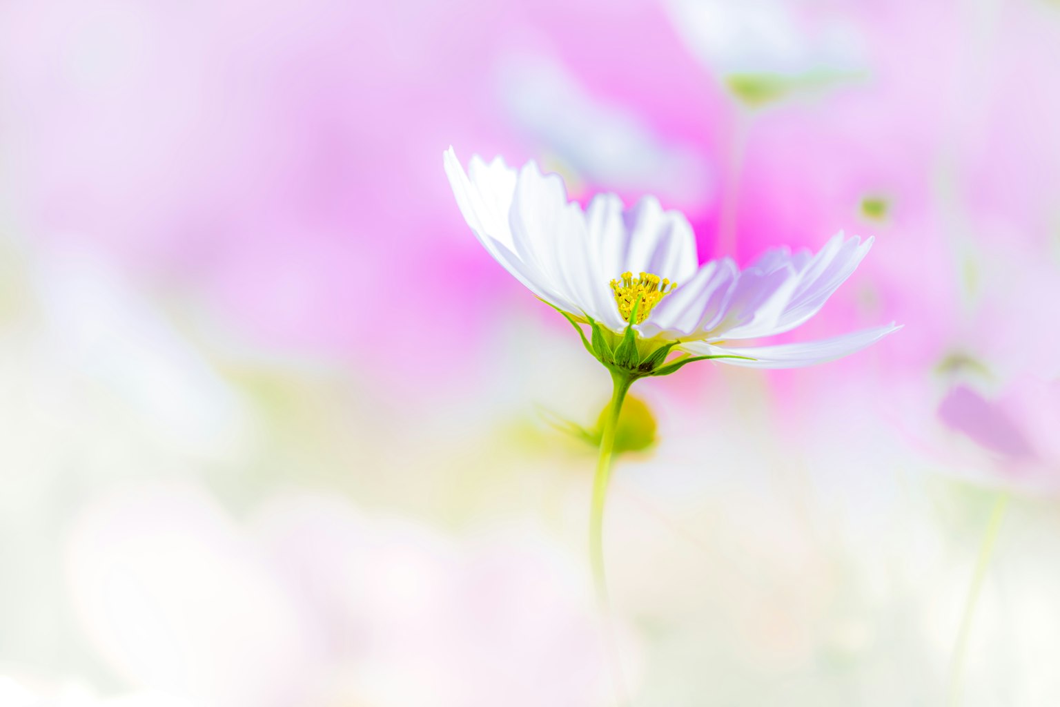 부드러운 분홍색 배경에 핀 흰색 꽃 한 송이