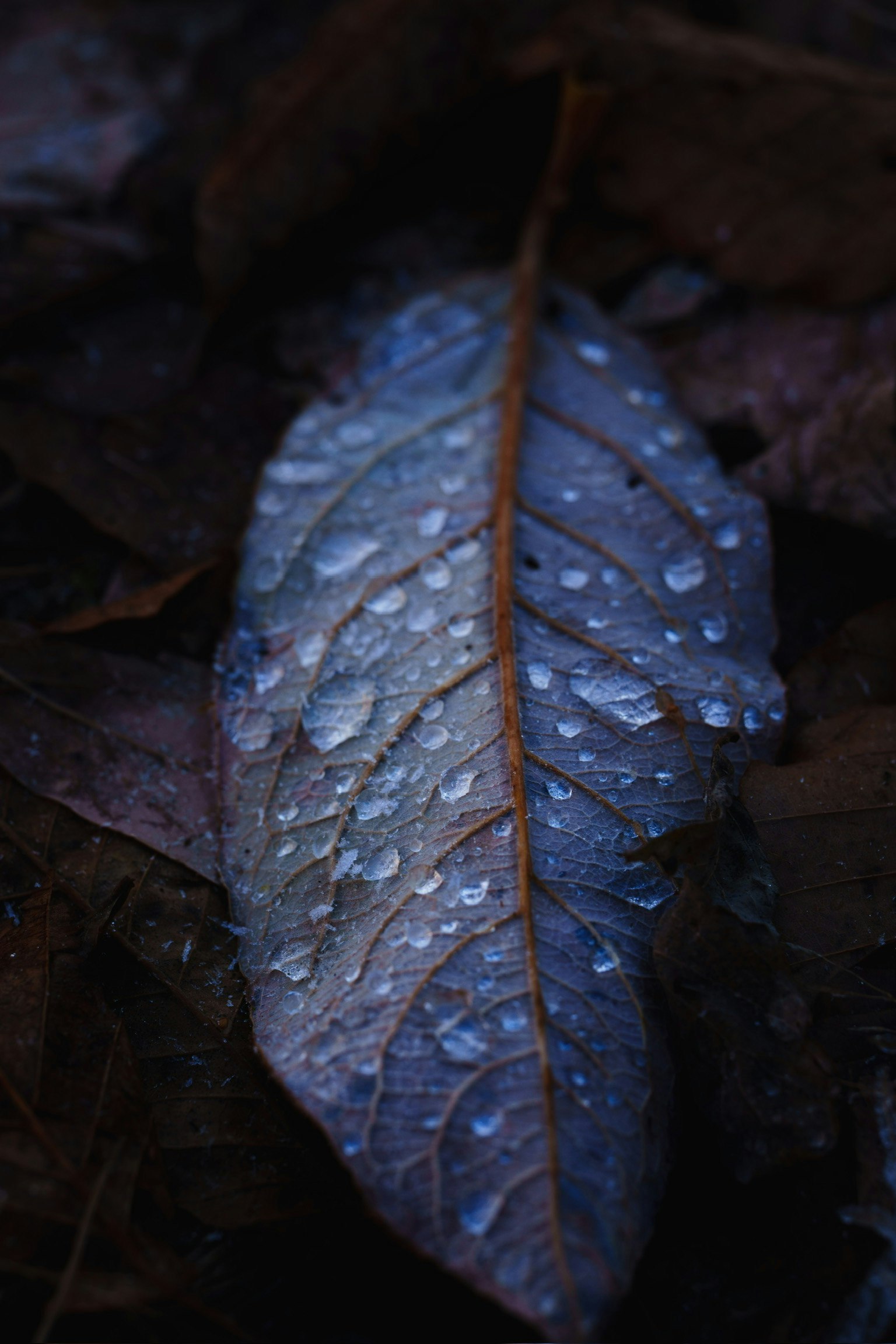 Une feuille bleue avec des gouttes d'eau reposant sur le sol