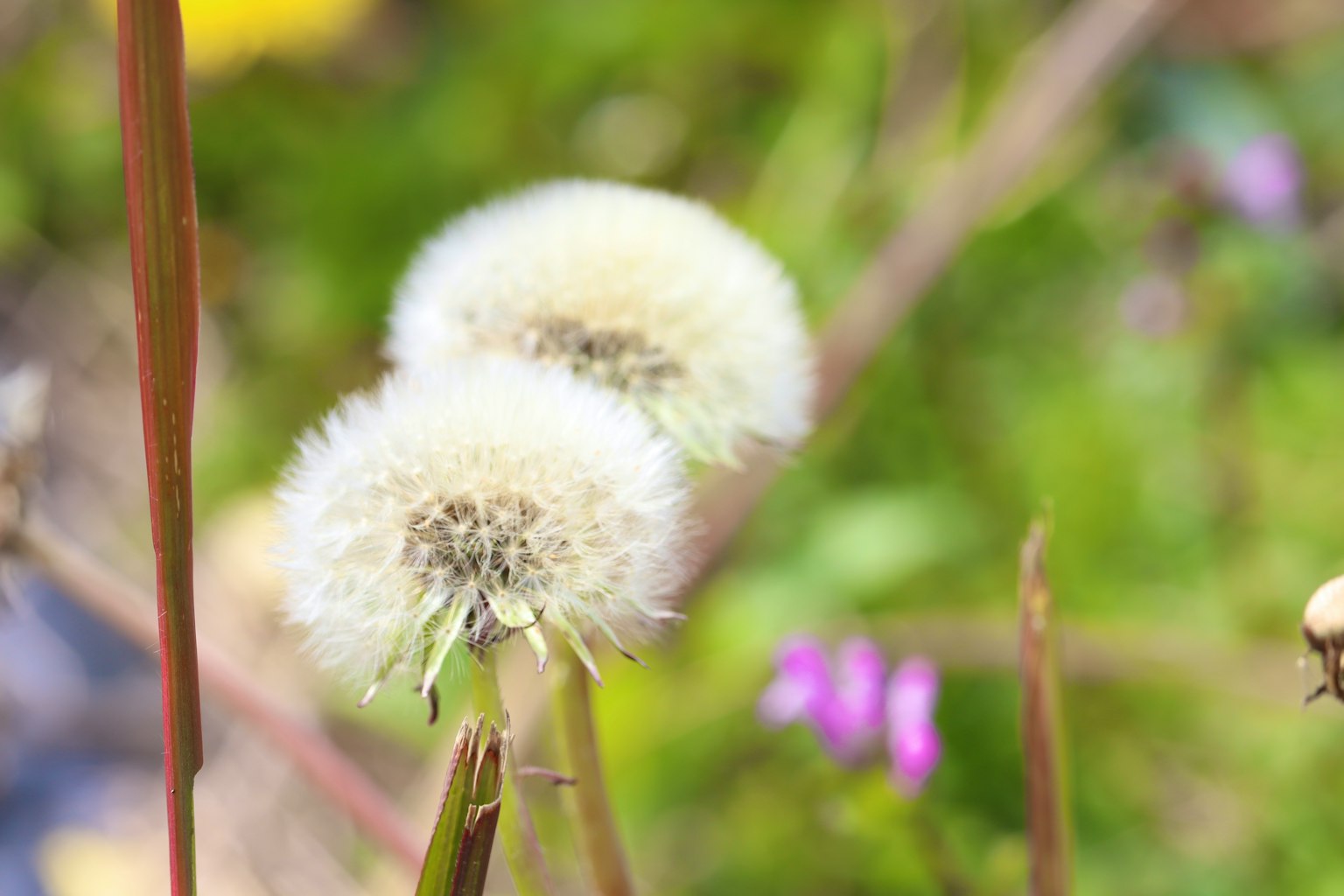 Two fluffy dandelion seed heads against a green background