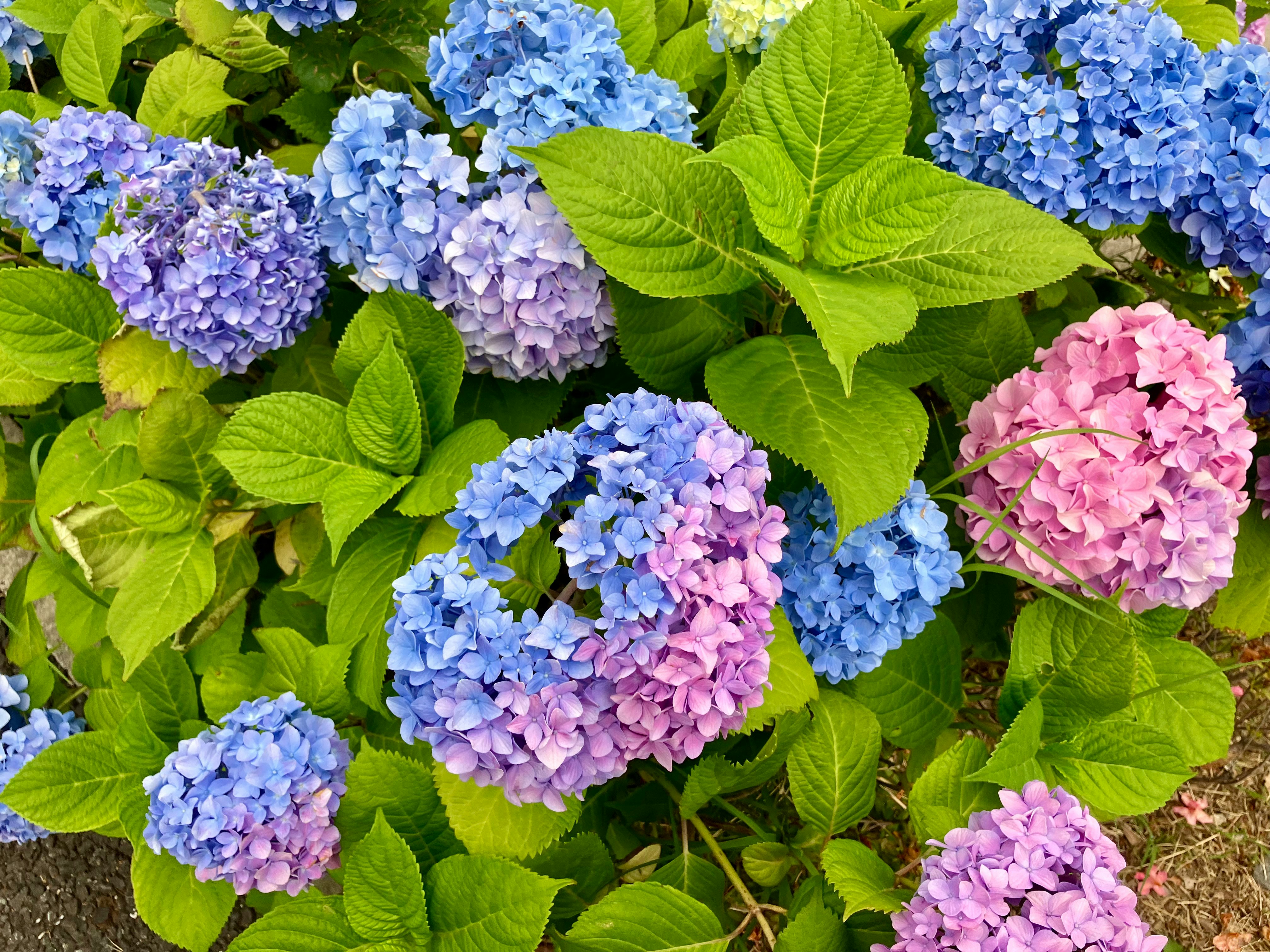 色とりどりのアジサイの花と青緑の葉が密に咲く様子