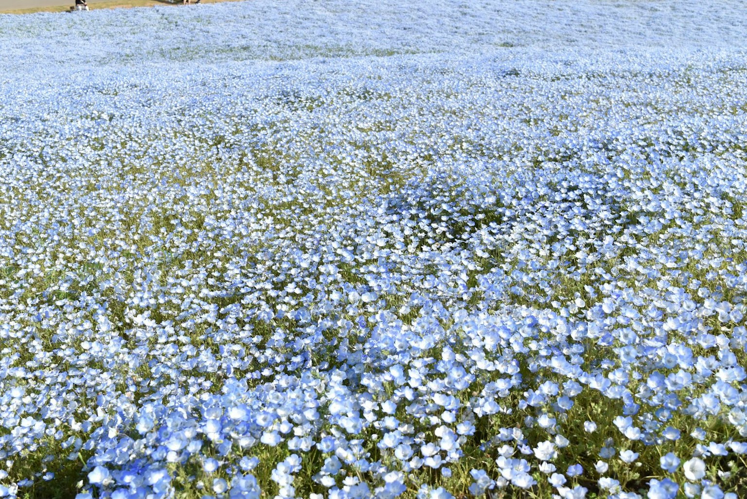 Beau paysage avec un champ de fleurs bleues