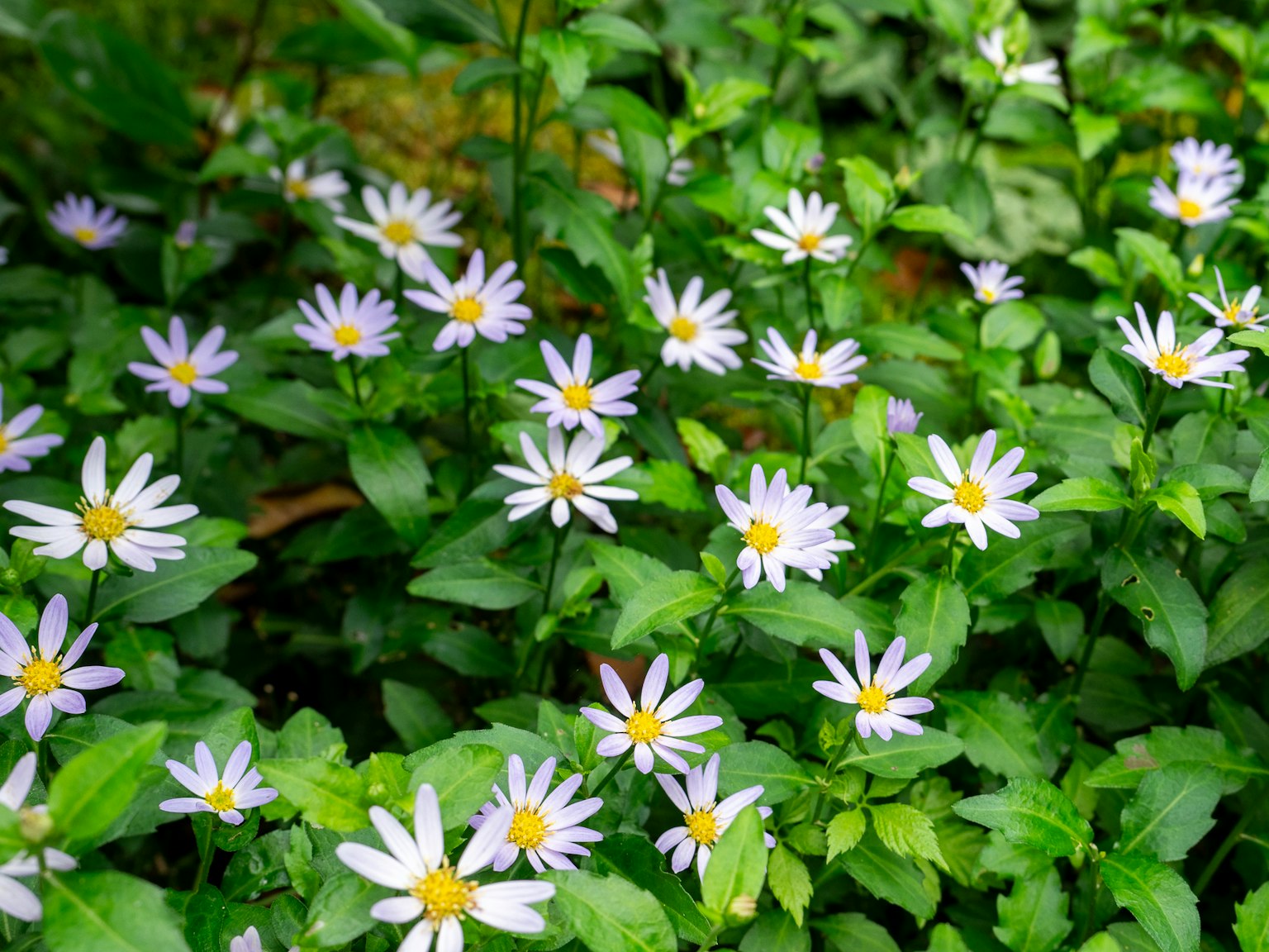 Cluster von weißen Blumen, die zwischen grünen Blättern blühen