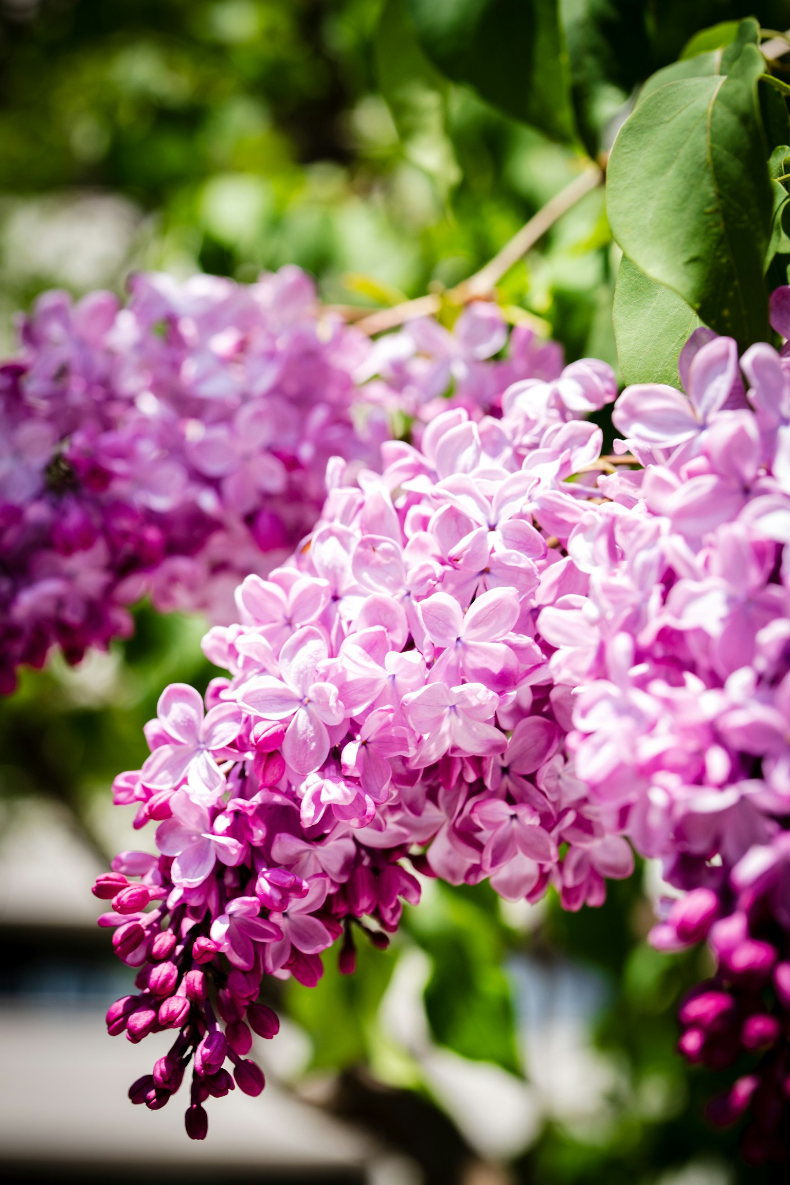 Primo piano di fiori di lillà viola vivaci in fiore