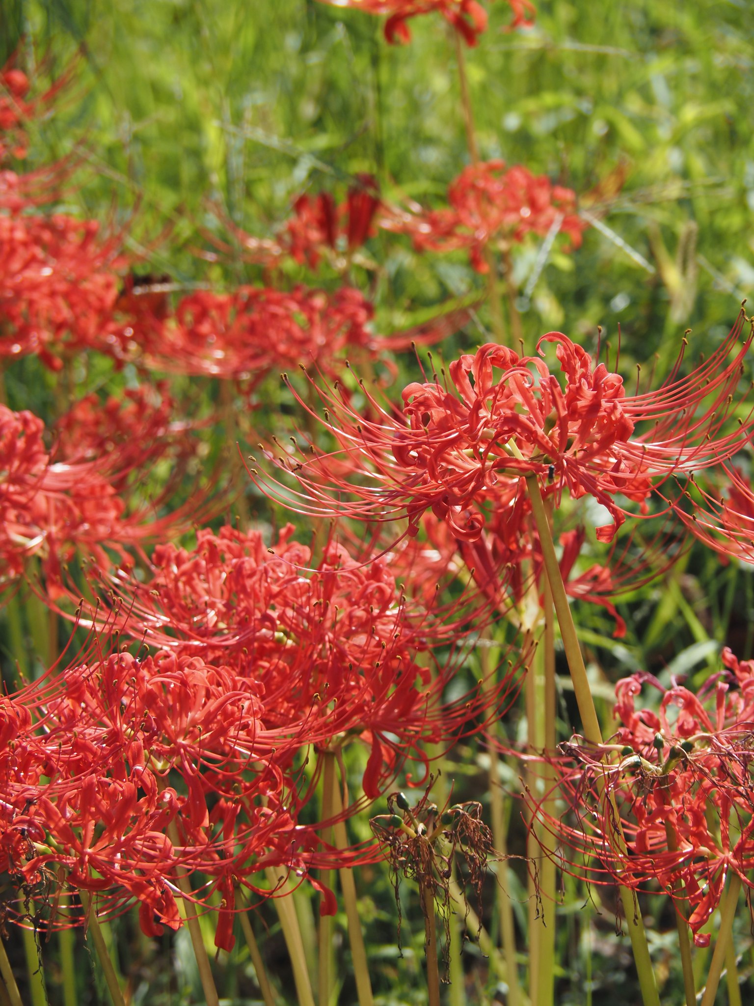 Champ de lys araignées rouges vibrantes en fleurs dans une herbe verte luxuriante