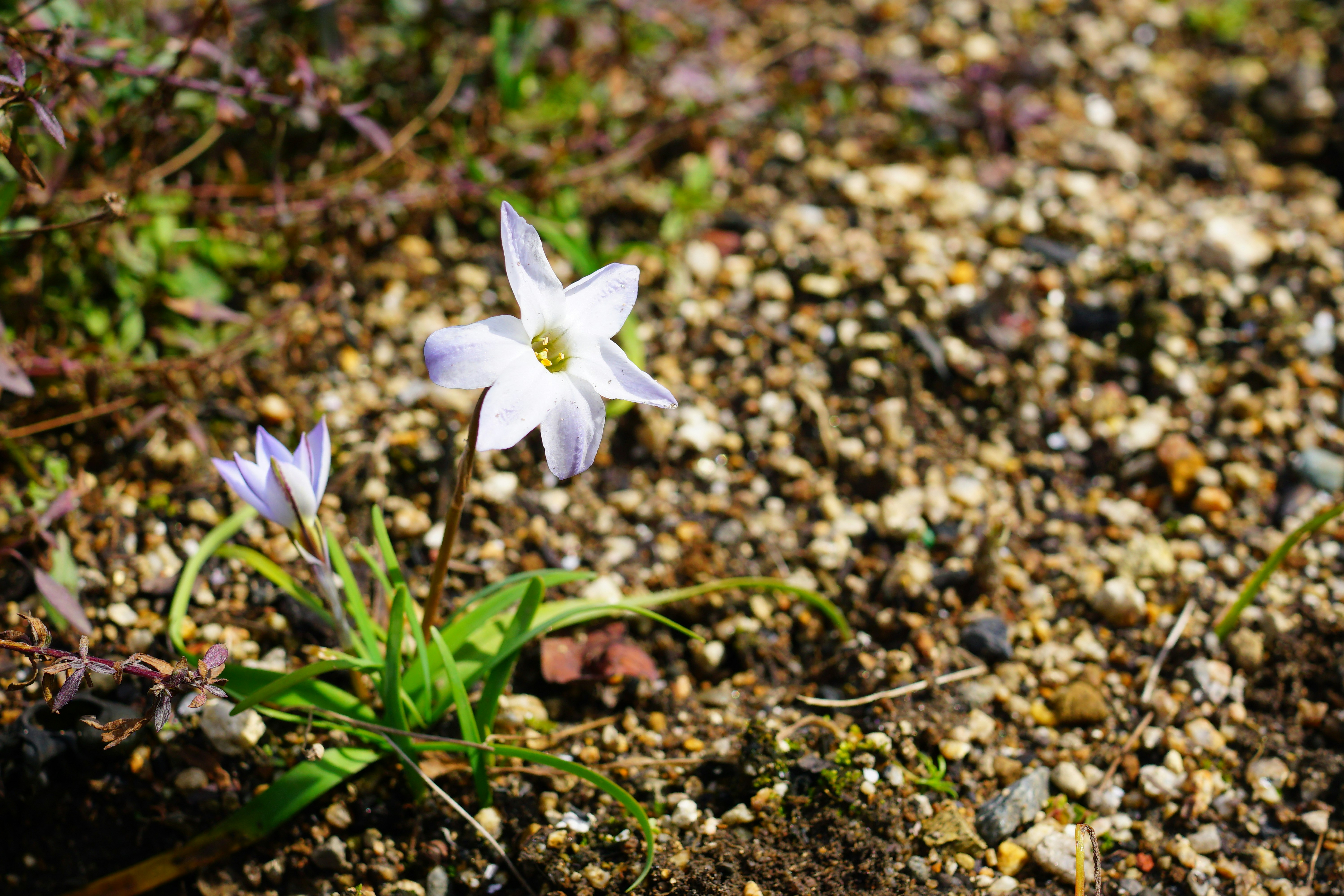 砂利の地面に咲く白い小さな花