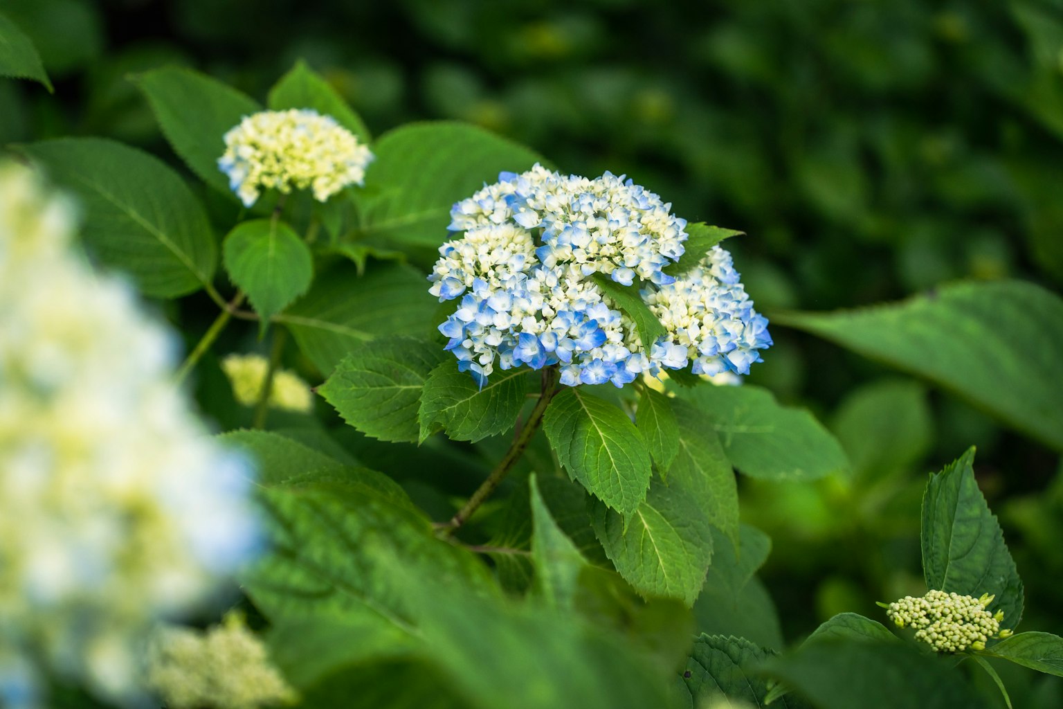 Pianta di ortensia con fiori blu e foglie verdi