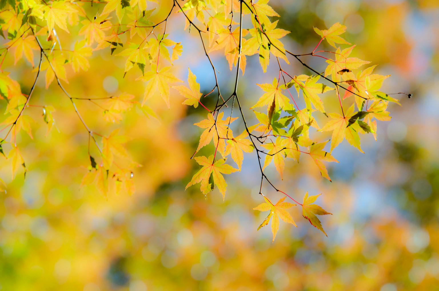 Schöne Herbstblätter leuchten gelb vor einem blauen Himmel
