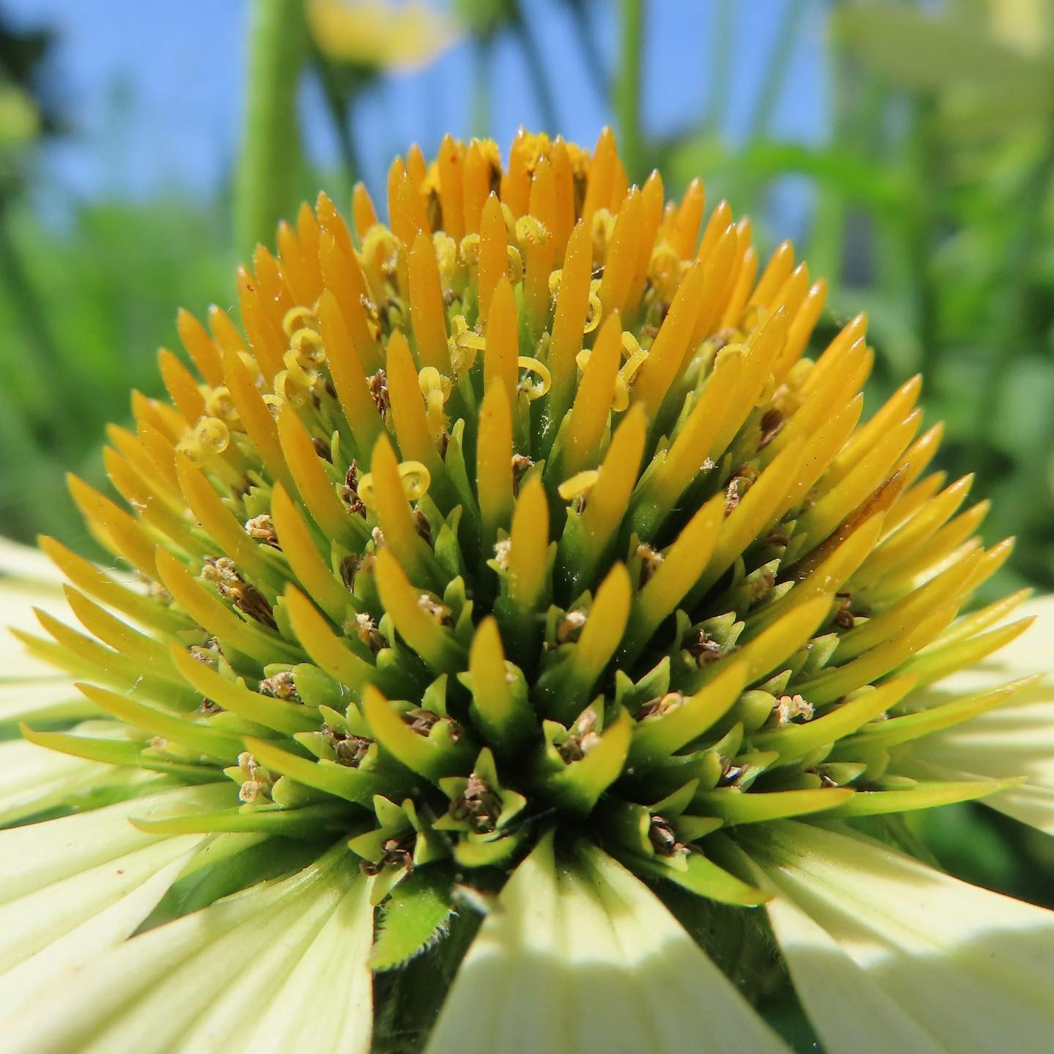 黄色い花の中心部のクローズアップで、細かい花びらと緑の葉が見える