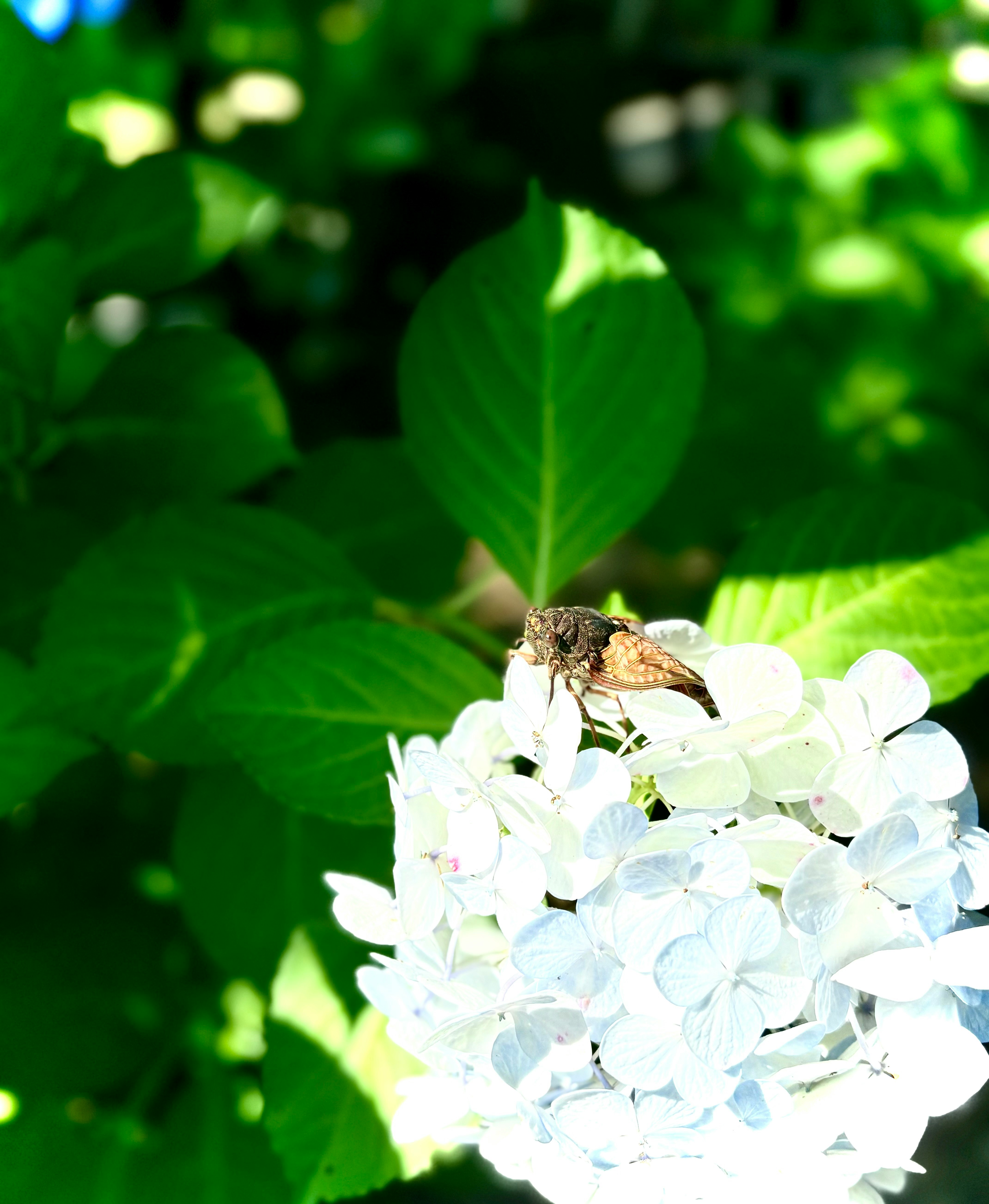 紫陽花の花にとまるセミのいる夏の自然風景