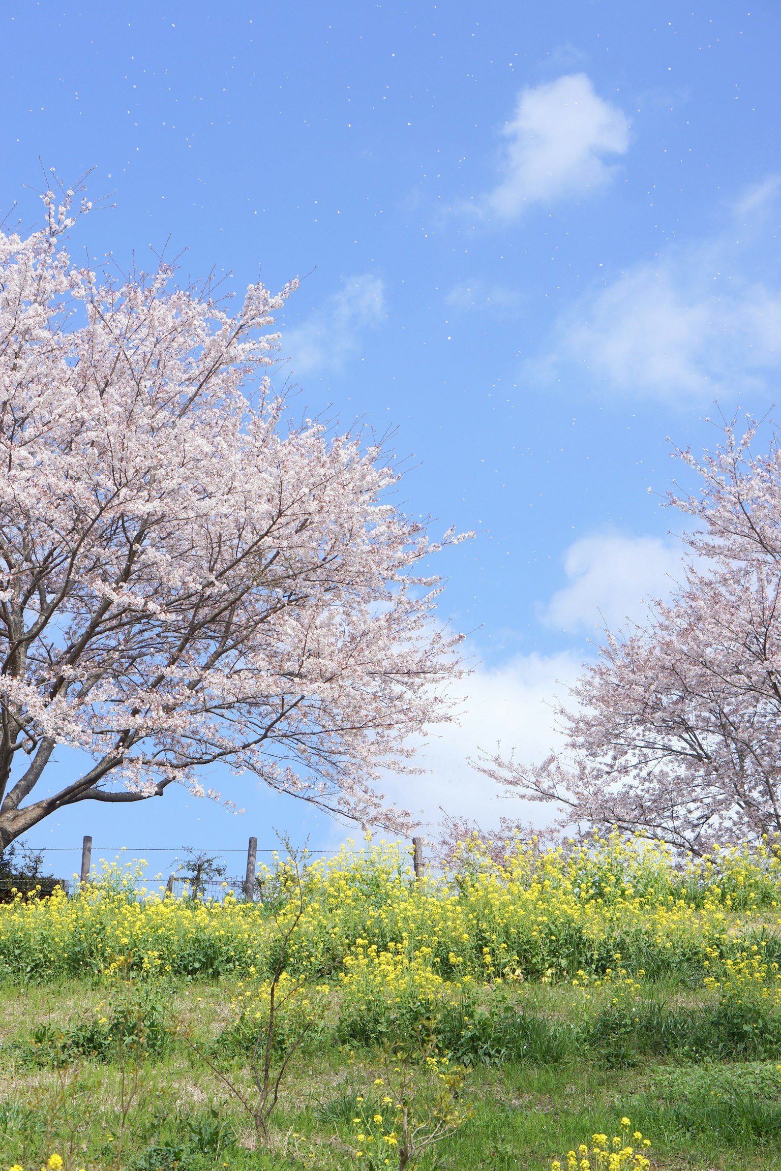 Des cerisiers en fleurs sous un ciel bleu avec un champ de fleurs jaunes