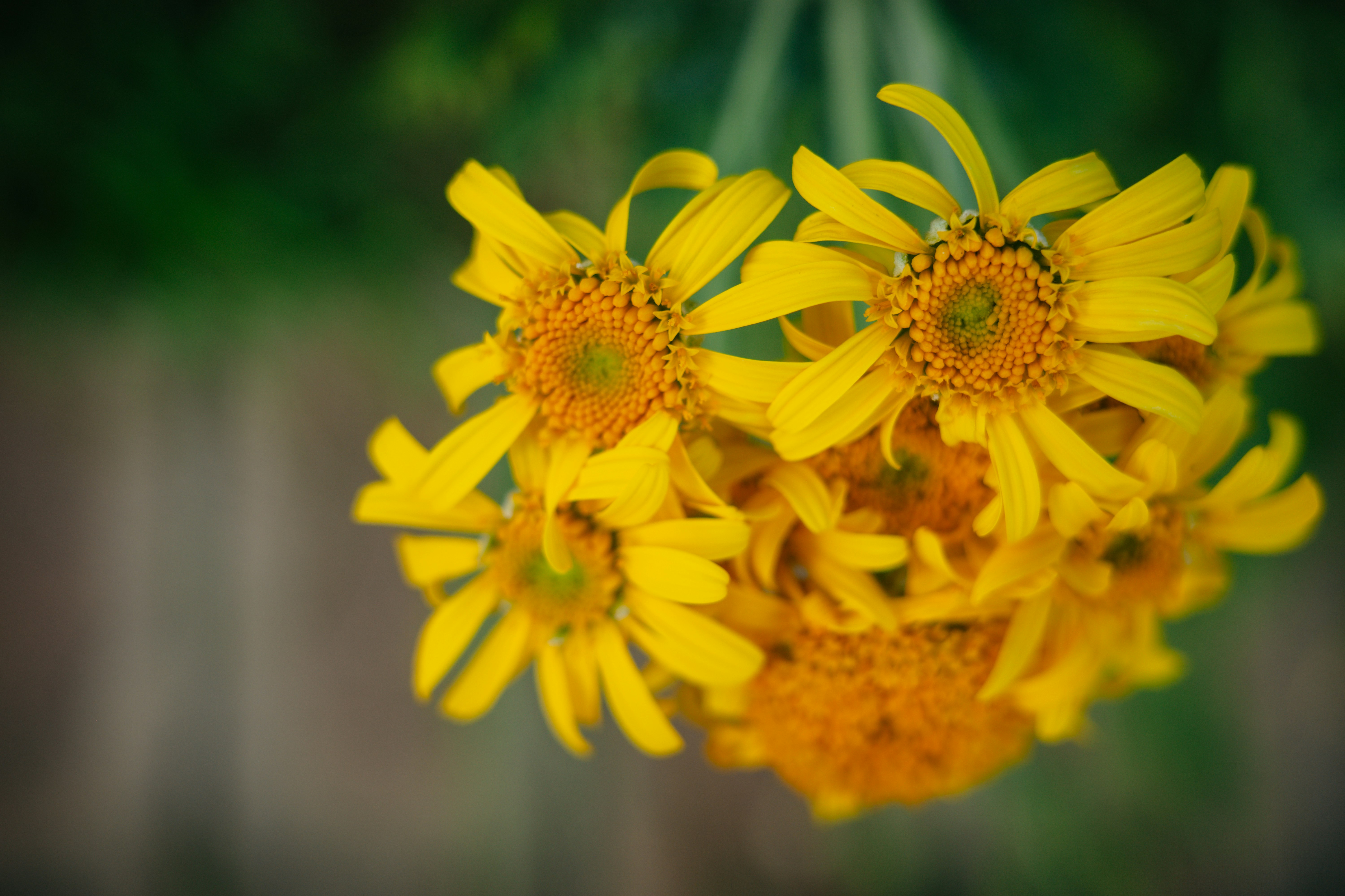 黄色いガーベラの花のクローズアップ