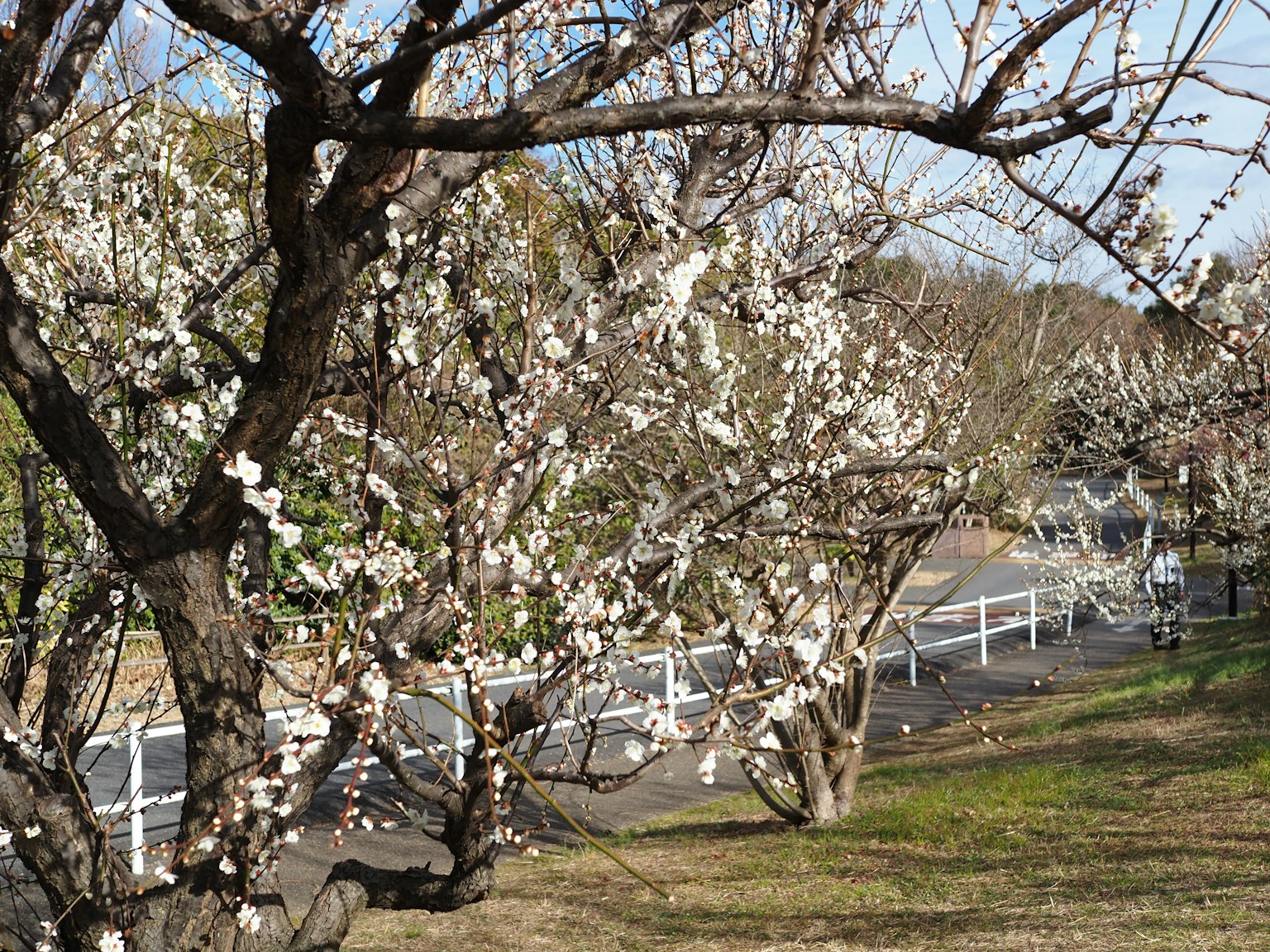 Arbres de prunier en fleurs avec des fleurs blanches sous un ciel bleu