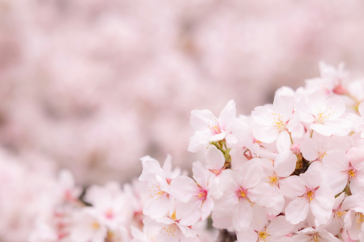 Soft pink cherry blossoms with delicate petals