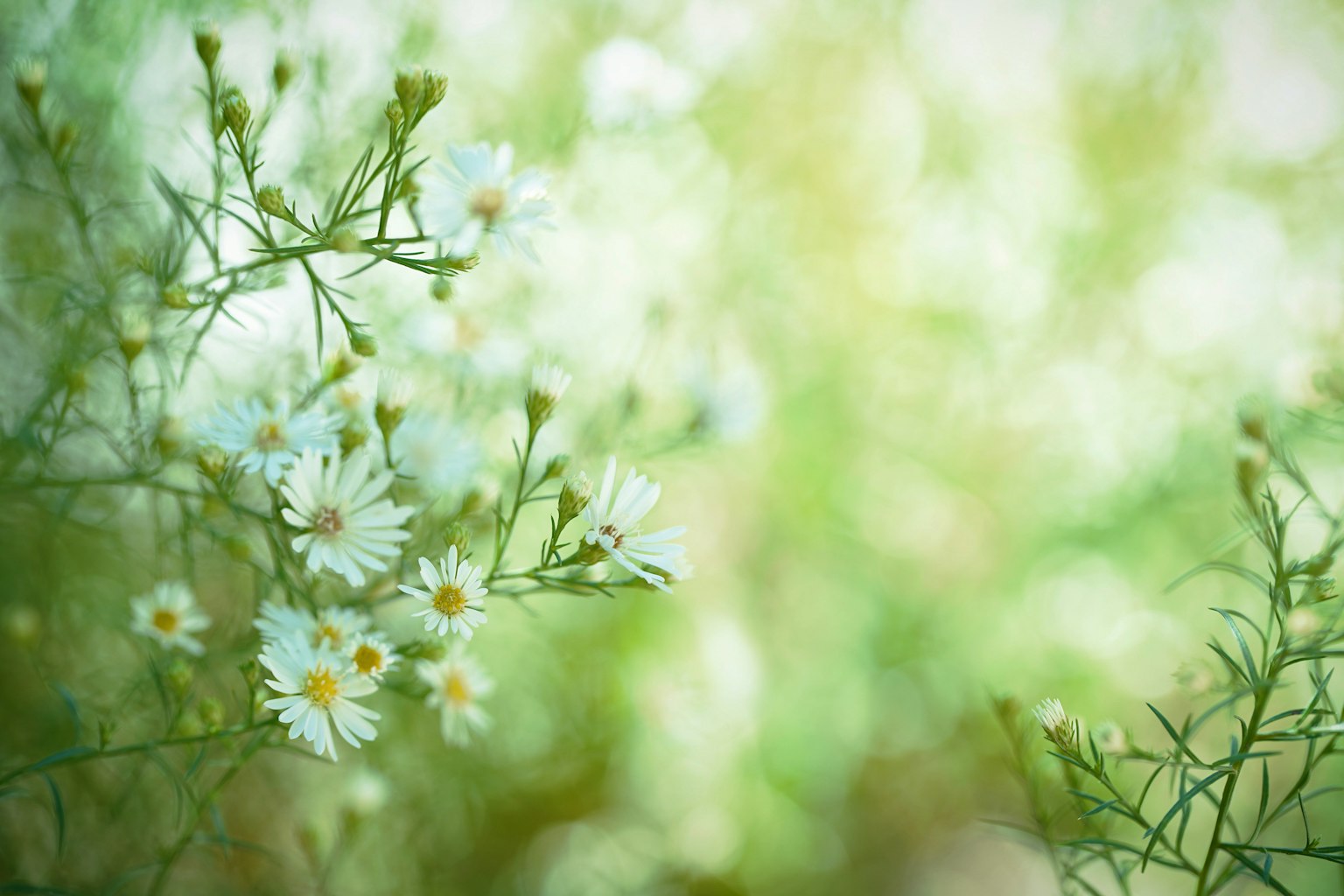 Gros plan sur des fleurs blanches sur fond vert lumière douce filtrant