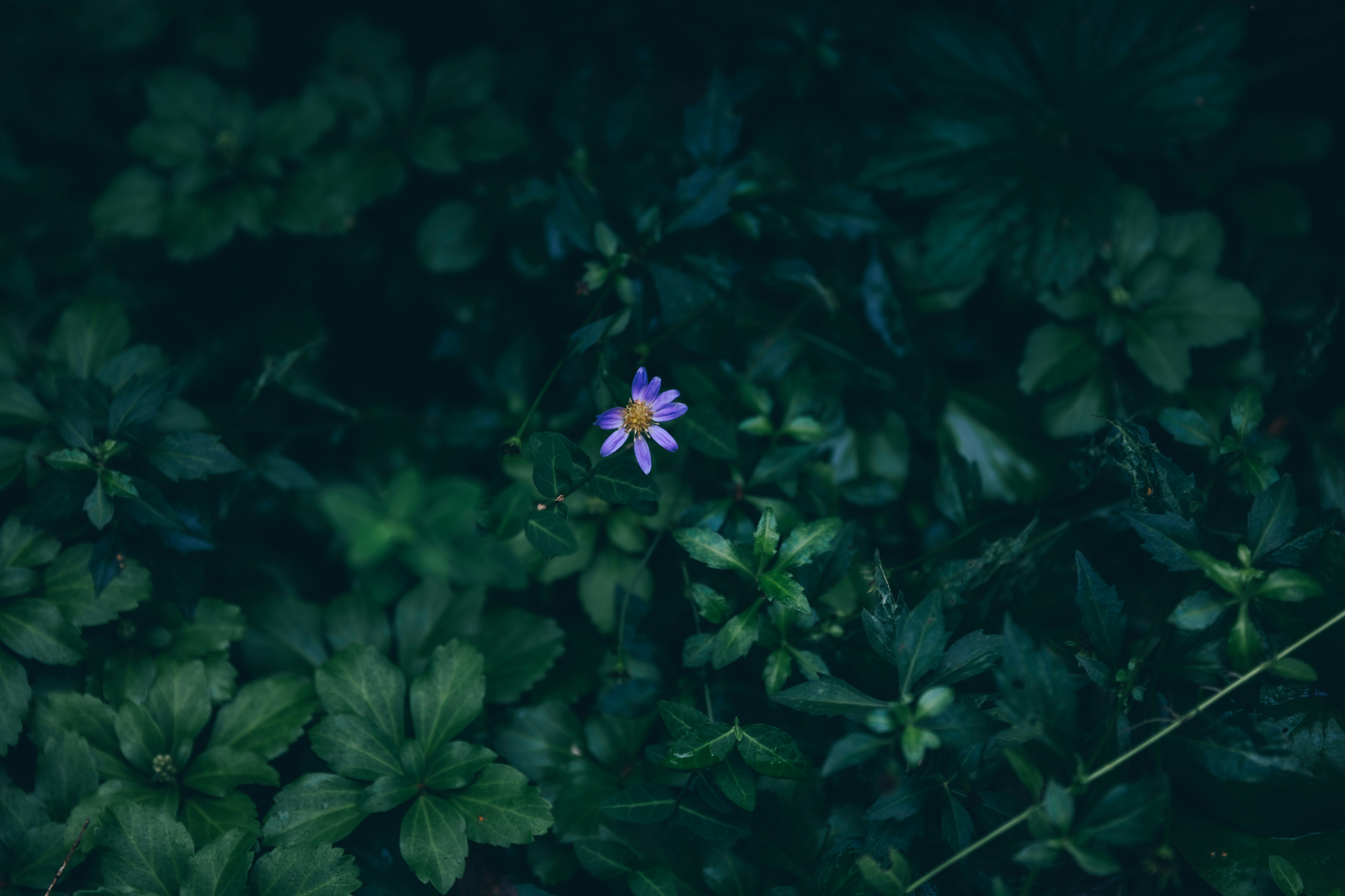 森の葉の間に咲く小さな紫の花