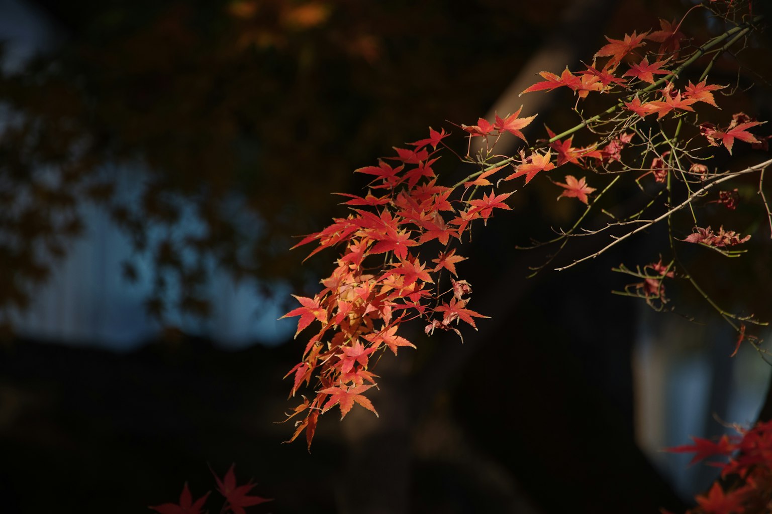 Foglie di acero rosse vivaci illuminate di notte