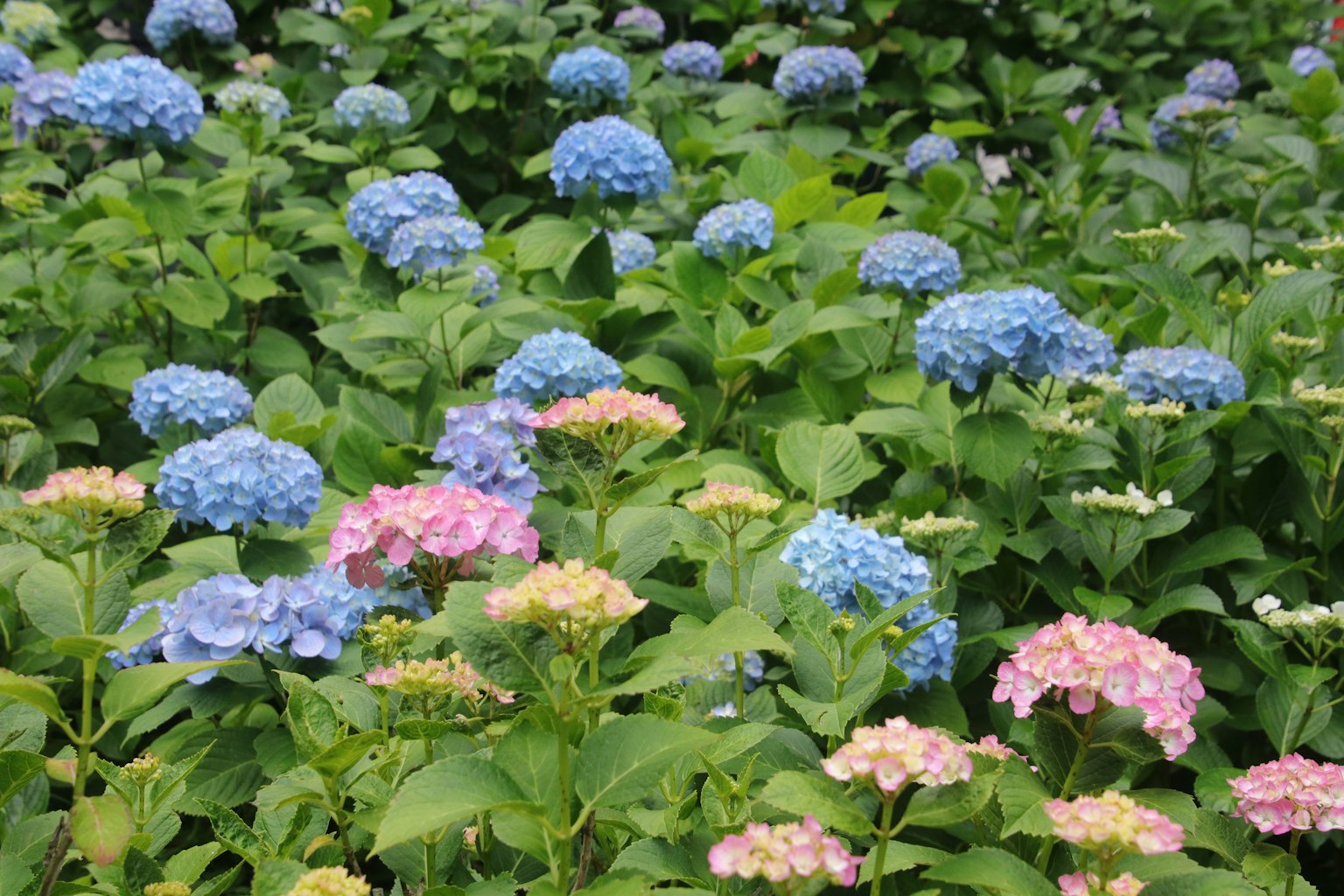Blaue und rosa Hortensien blühen in einem grünen Garten