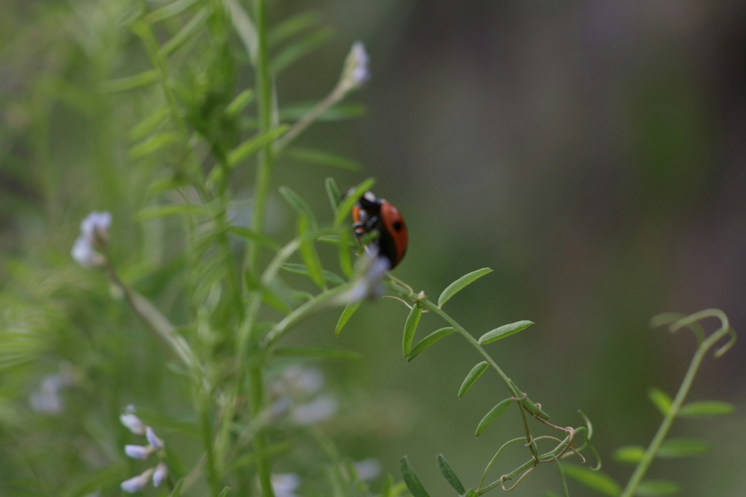 Close-up of a ladybug on green plants