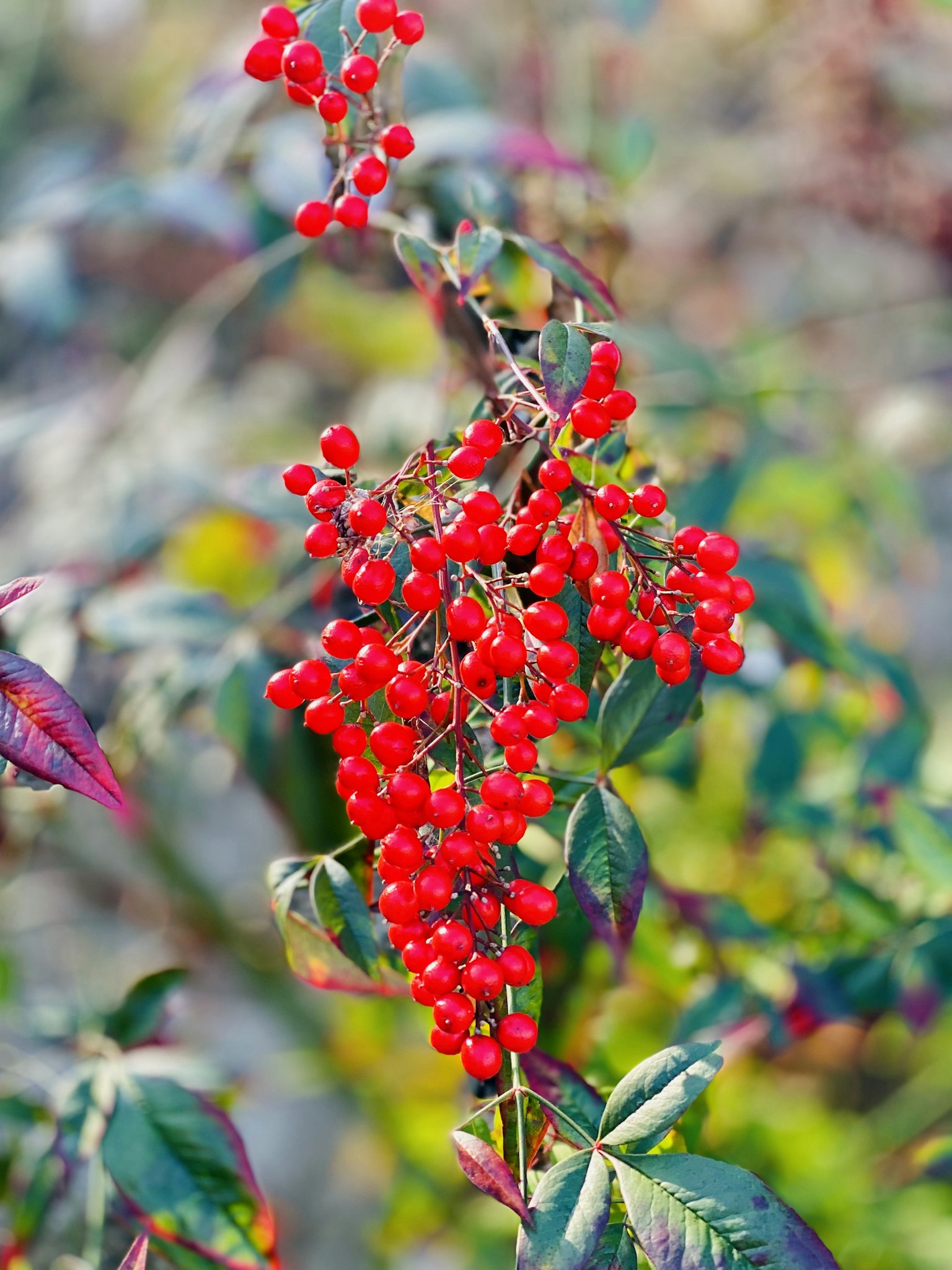 Gros plan d'une plante avec des grappes de baies rouges vives