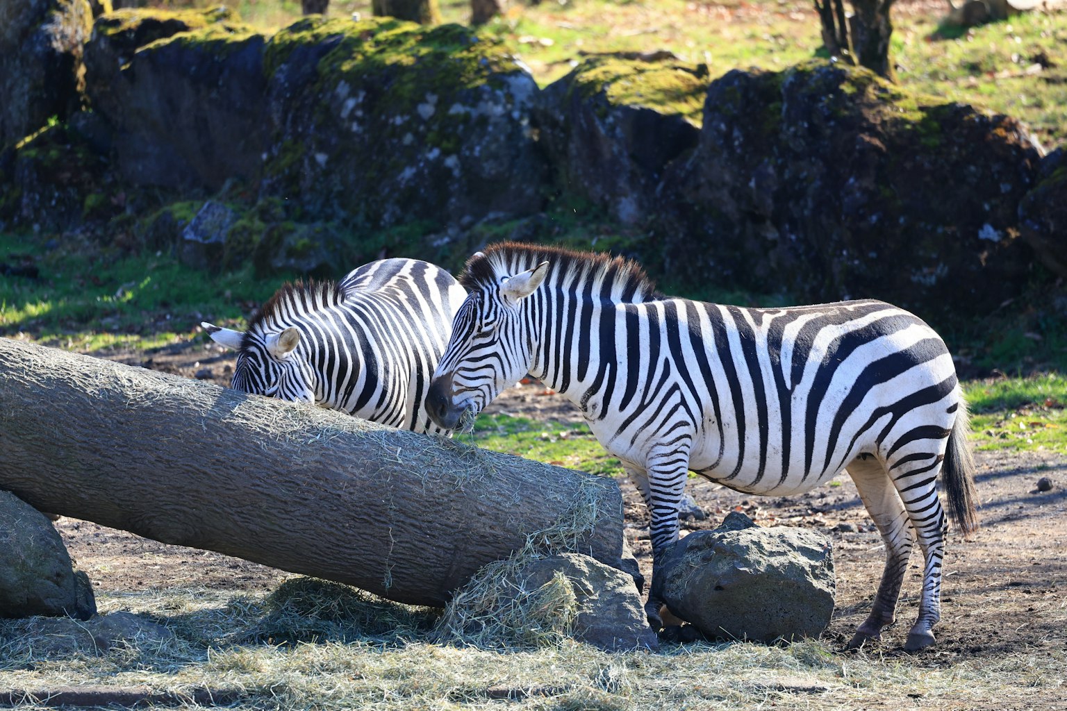 Dua zebra berinteraksi di dekat kayu log dalam suasana alami