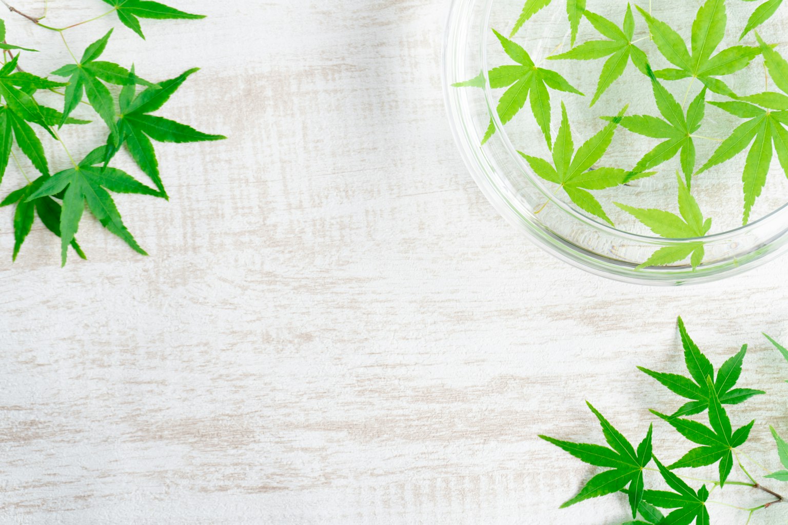 裝有綠葉的玻璃容器和周圍的葉子