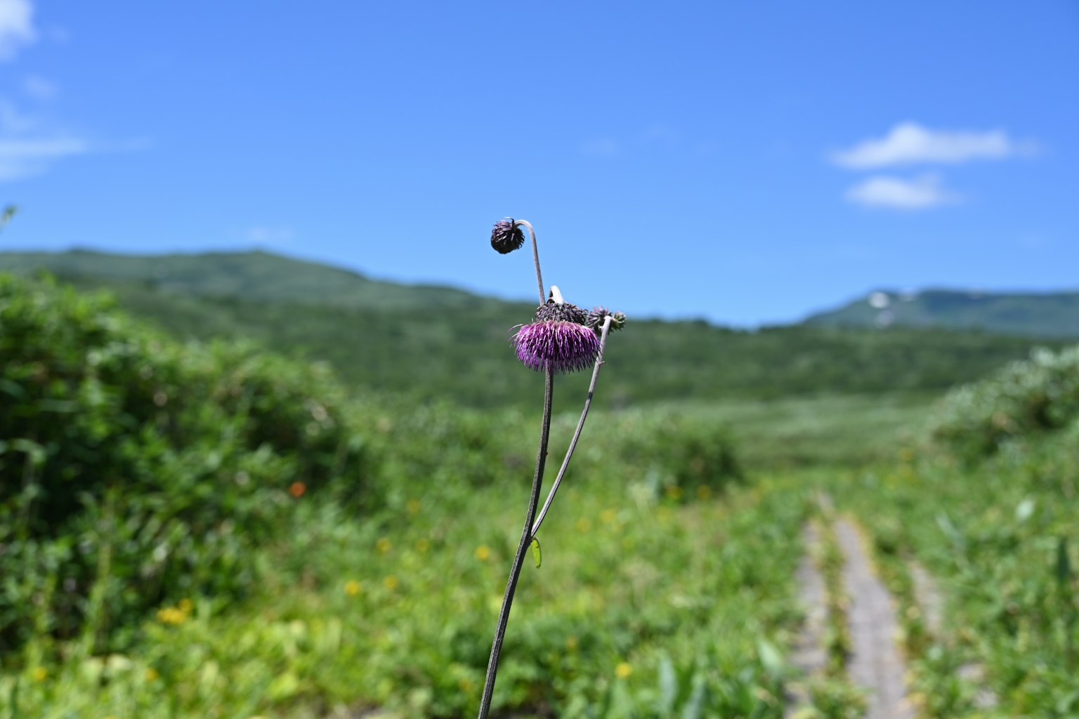一朵紫色花朵在蓝天映衬下的美丽风景中